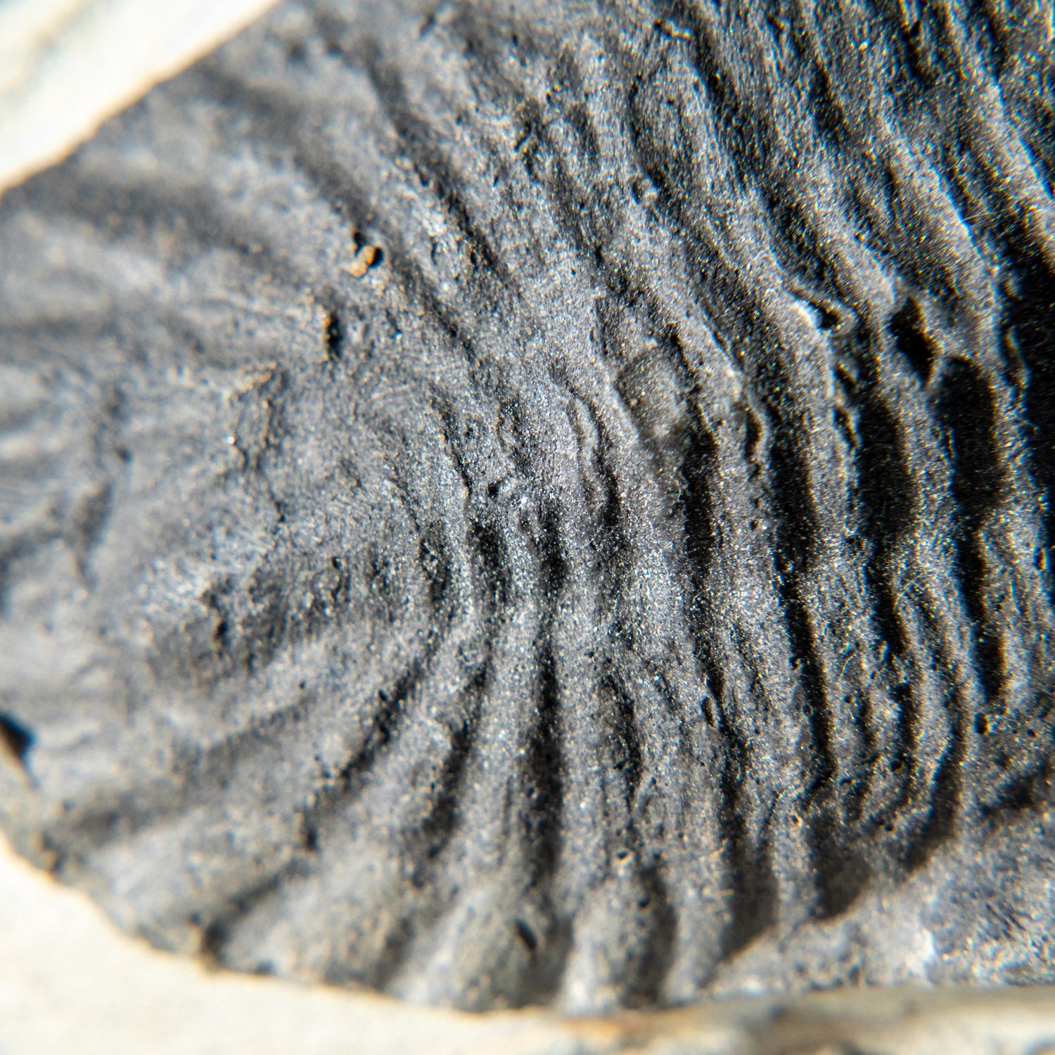 Genuine Single Metacanthina Issoumourensis Trilobite Fossil in Matrix