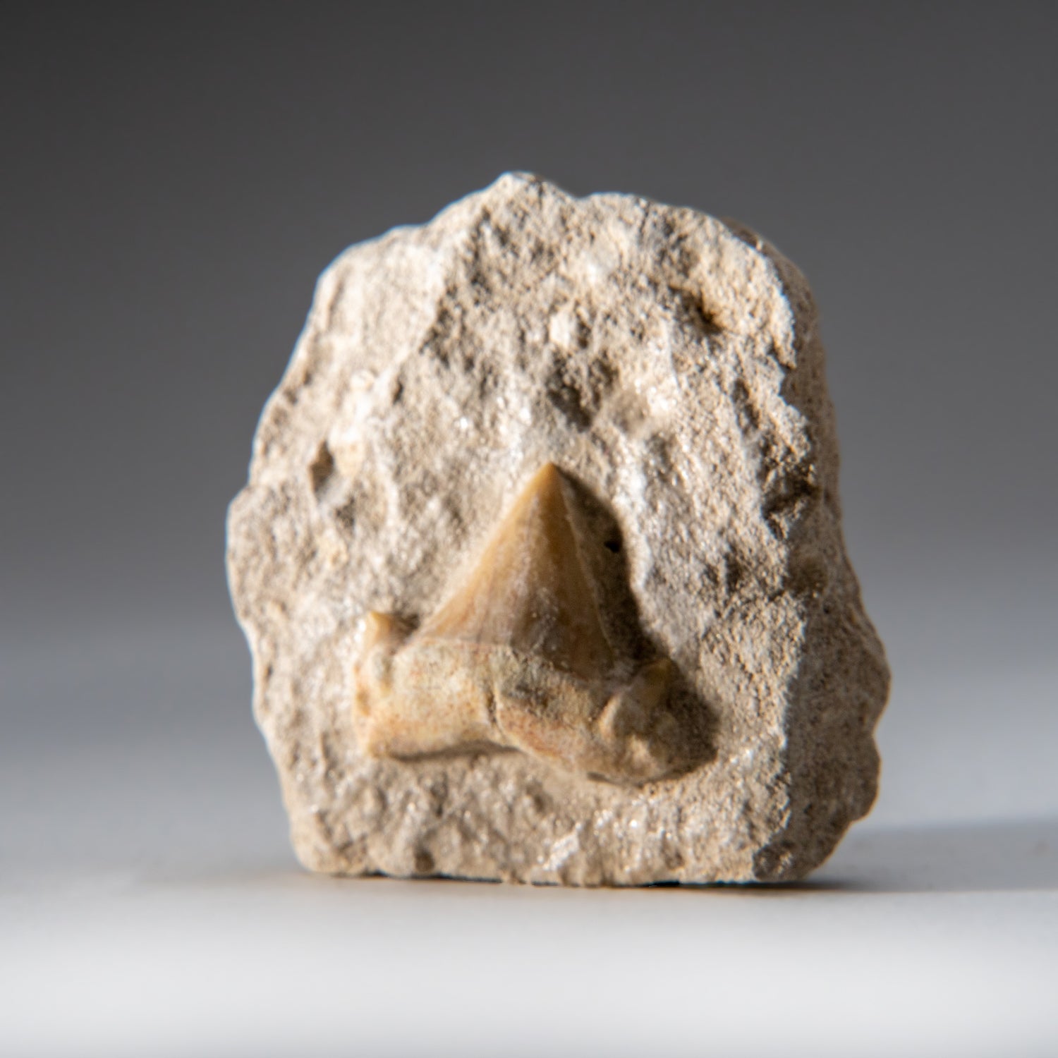 Genuine Small Pre-Historic (Otodus obliquus) Shark Tooth in Matrix
