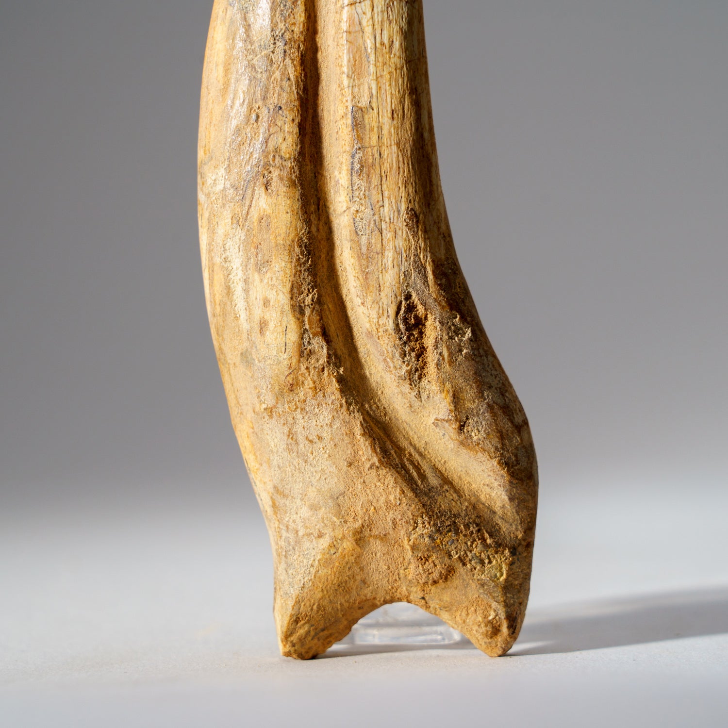 Genuine Spinosaurus Claw in Display Case (108.1 grams)