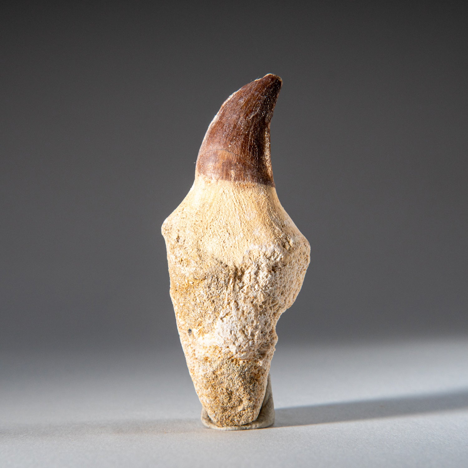 Genuine Mosasaurus Tooth with Root