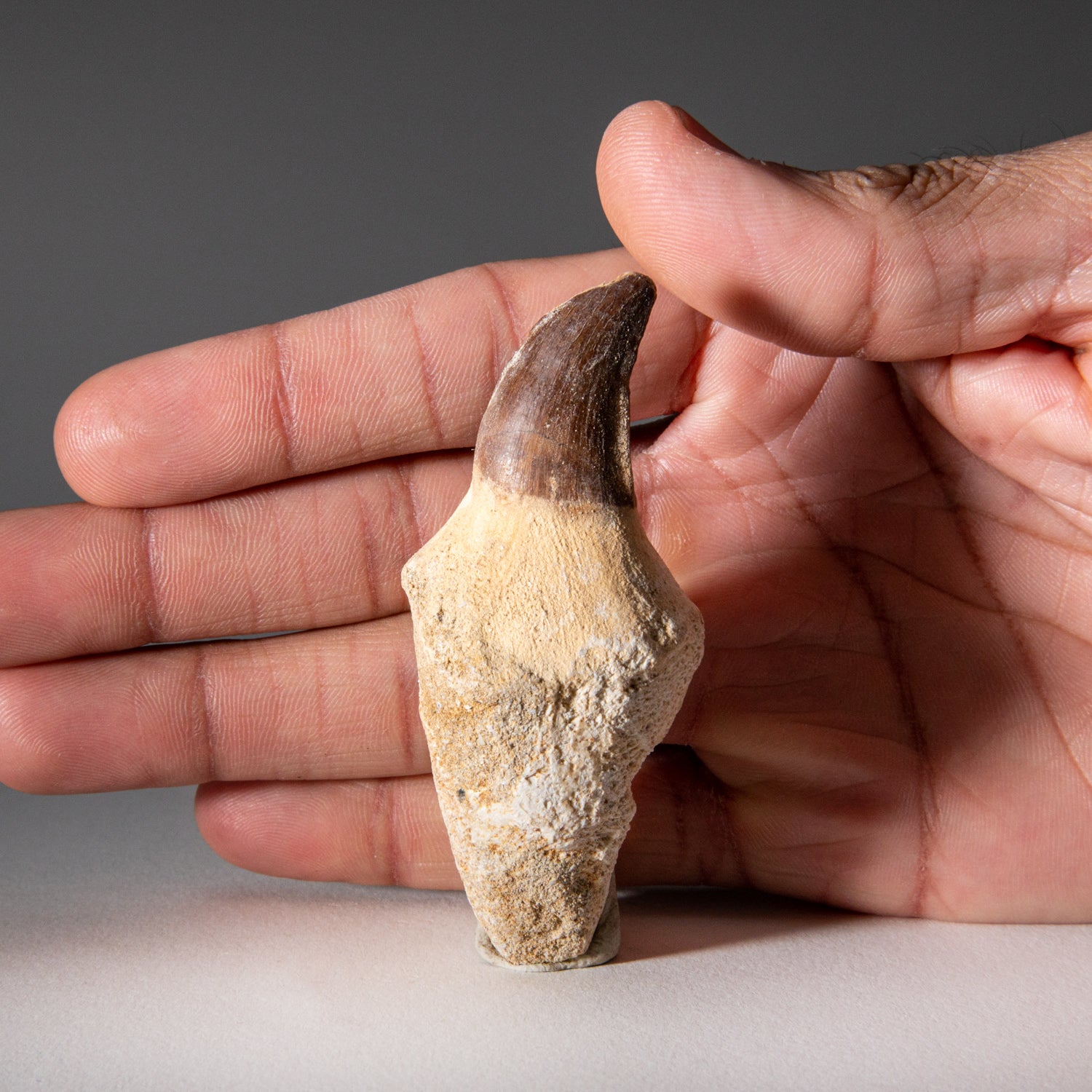 Genuine Mosasaurus Tooth with Root
