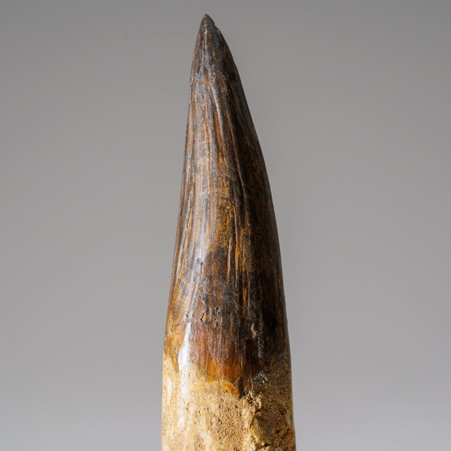 Genuine Mosasaurus Tooth in Display Case (197.4 grams)