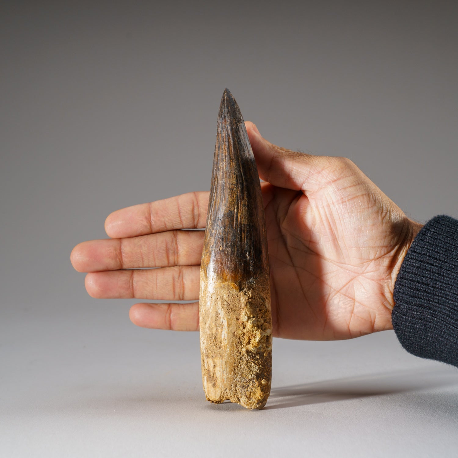 Genuine Mosasaurus Tooth in Display Case (197.4 grams)