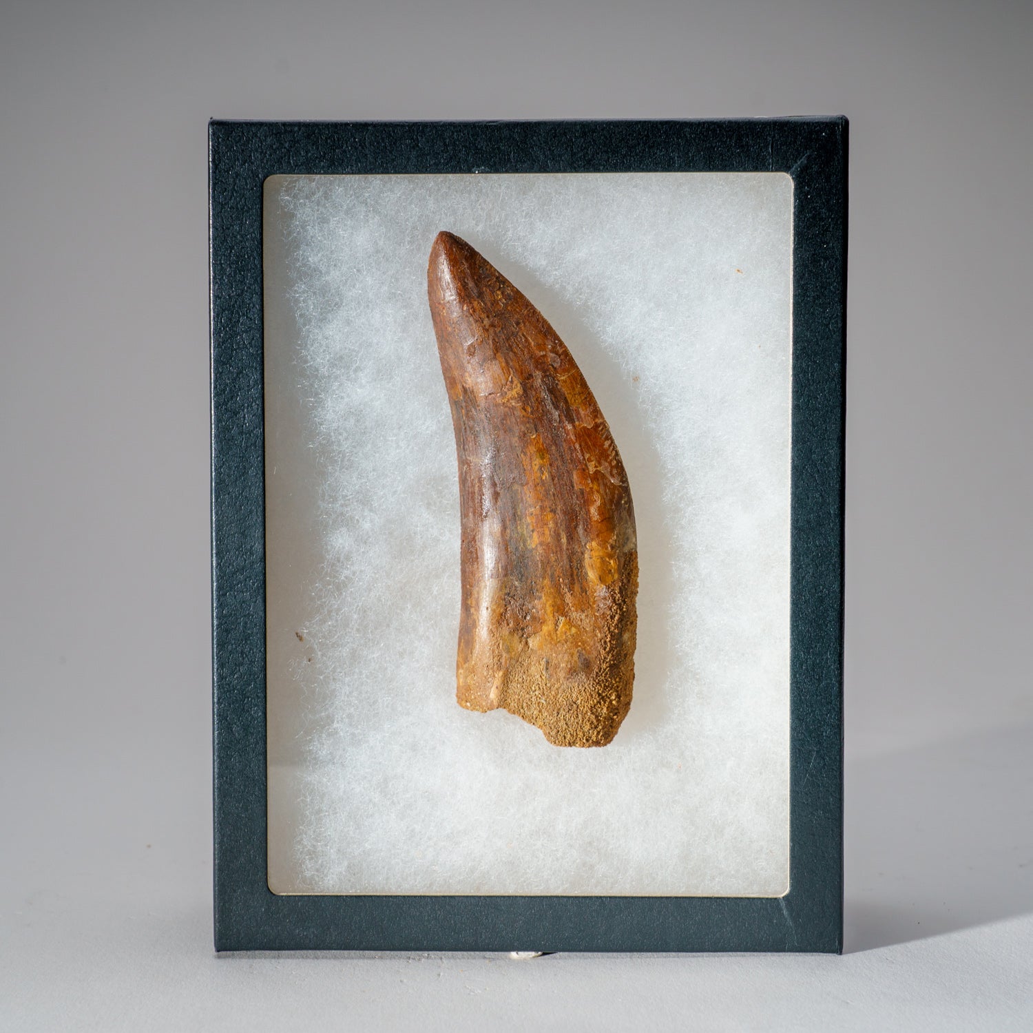 Genuine Carcharodontosaurus Tooth in Display Box (114 grams)