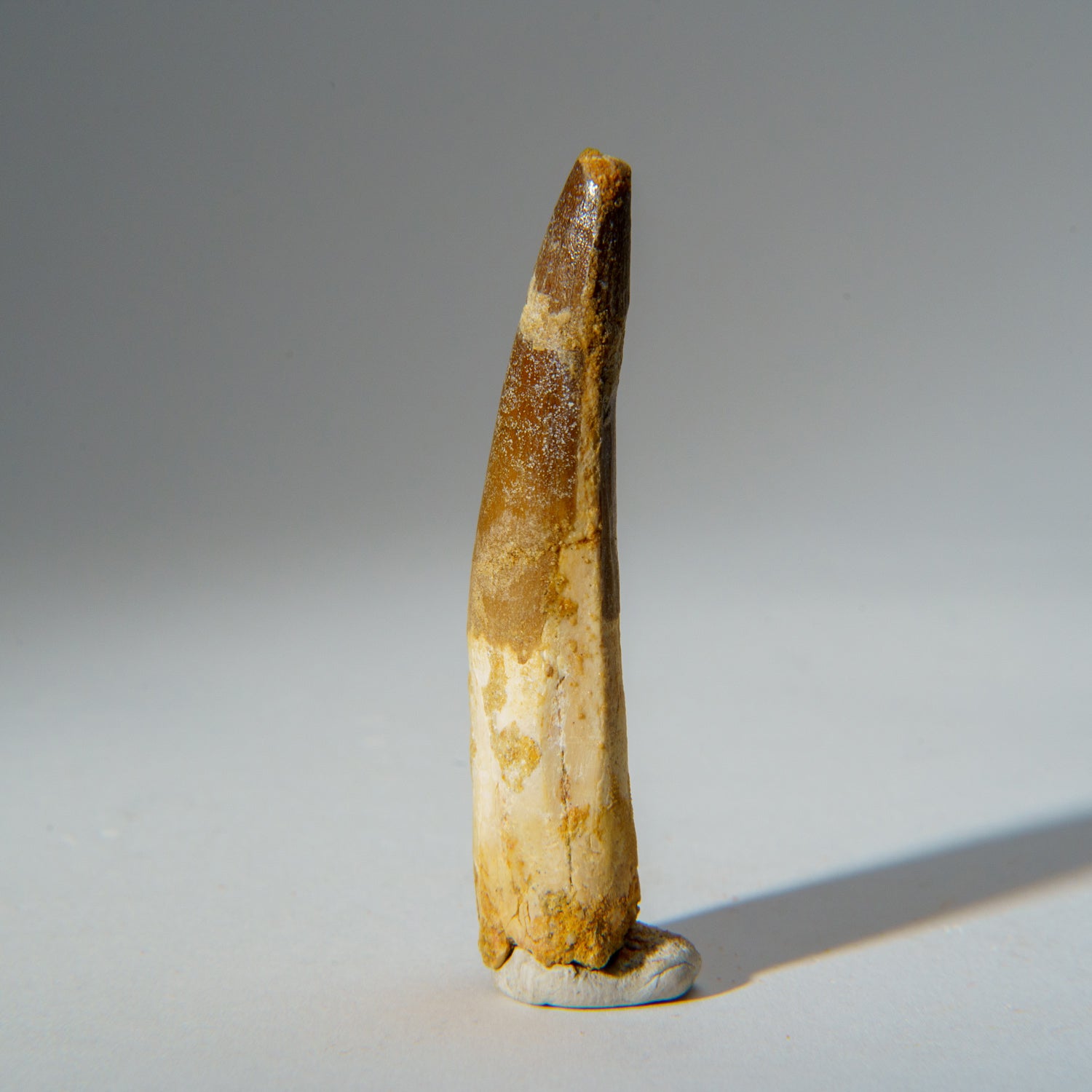 Genuine Carcharodontosaurus Tooth in Display Box (26.7 grams)