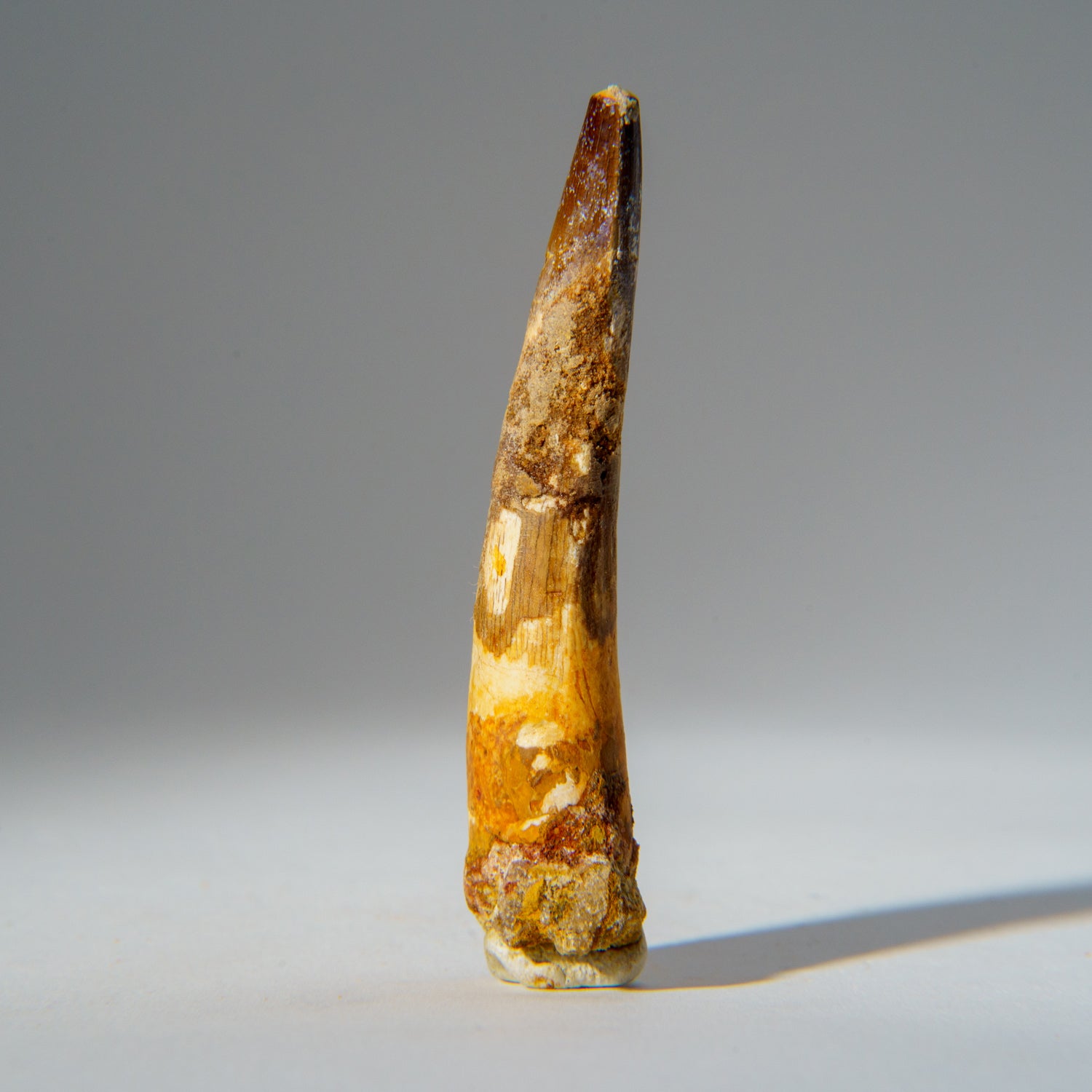 Genuine Carcharodontosaurus Tooth in Display Box (21.5 grams)