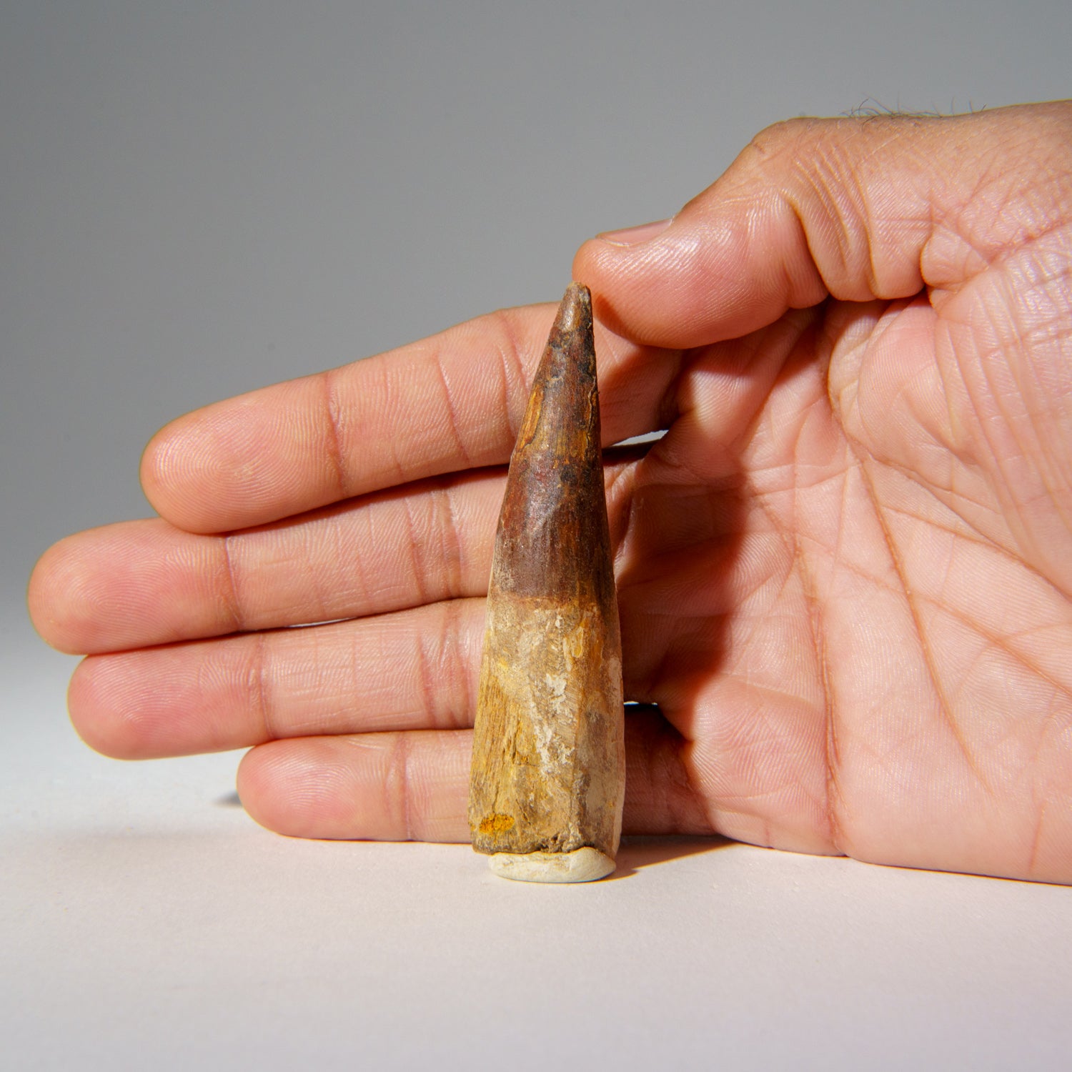 Genuine Carcharodontosaurus Tooth in Display Box (24.6 grams)