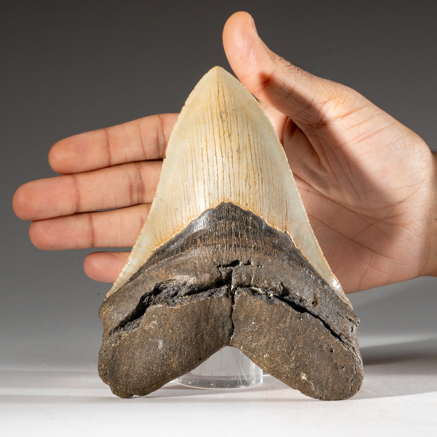 Large Genuine Megalodon Shark Tooth in Display Box (251 grams)