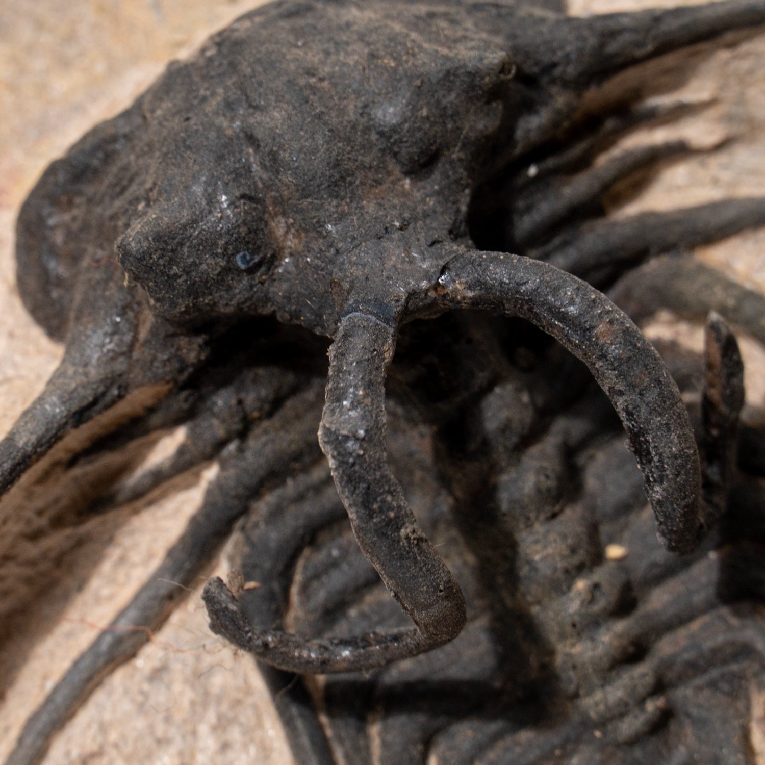 Ceratarges Spinosus Trilobite in Matrix from Morocco (2.7 lbs)