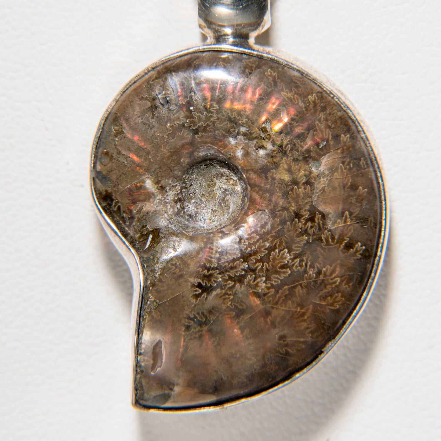 Genuine Opalized Ammonite Pendant with Sterling Silver Chain Necklace