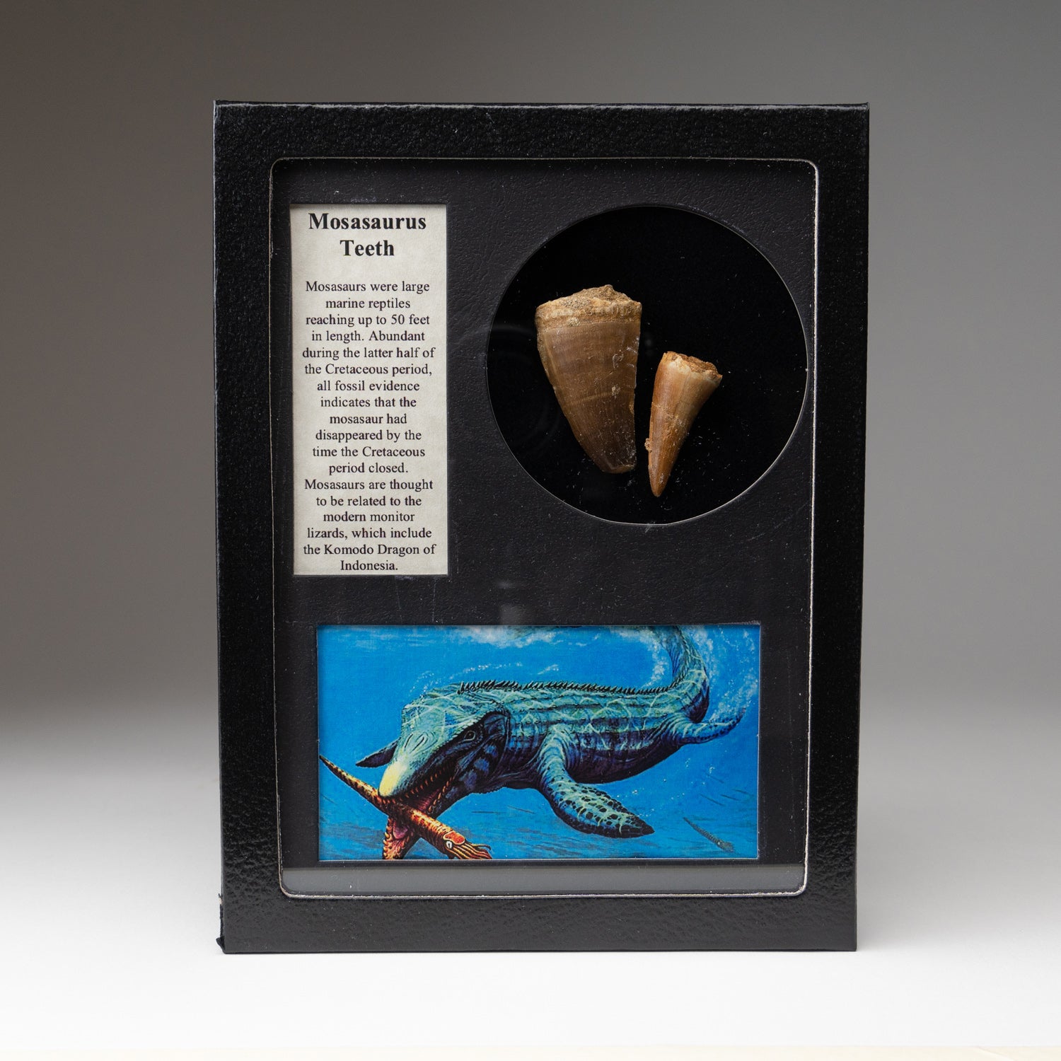 Genuine Mosasaur Teeth  in a Glass Display Box (MOT-DB)