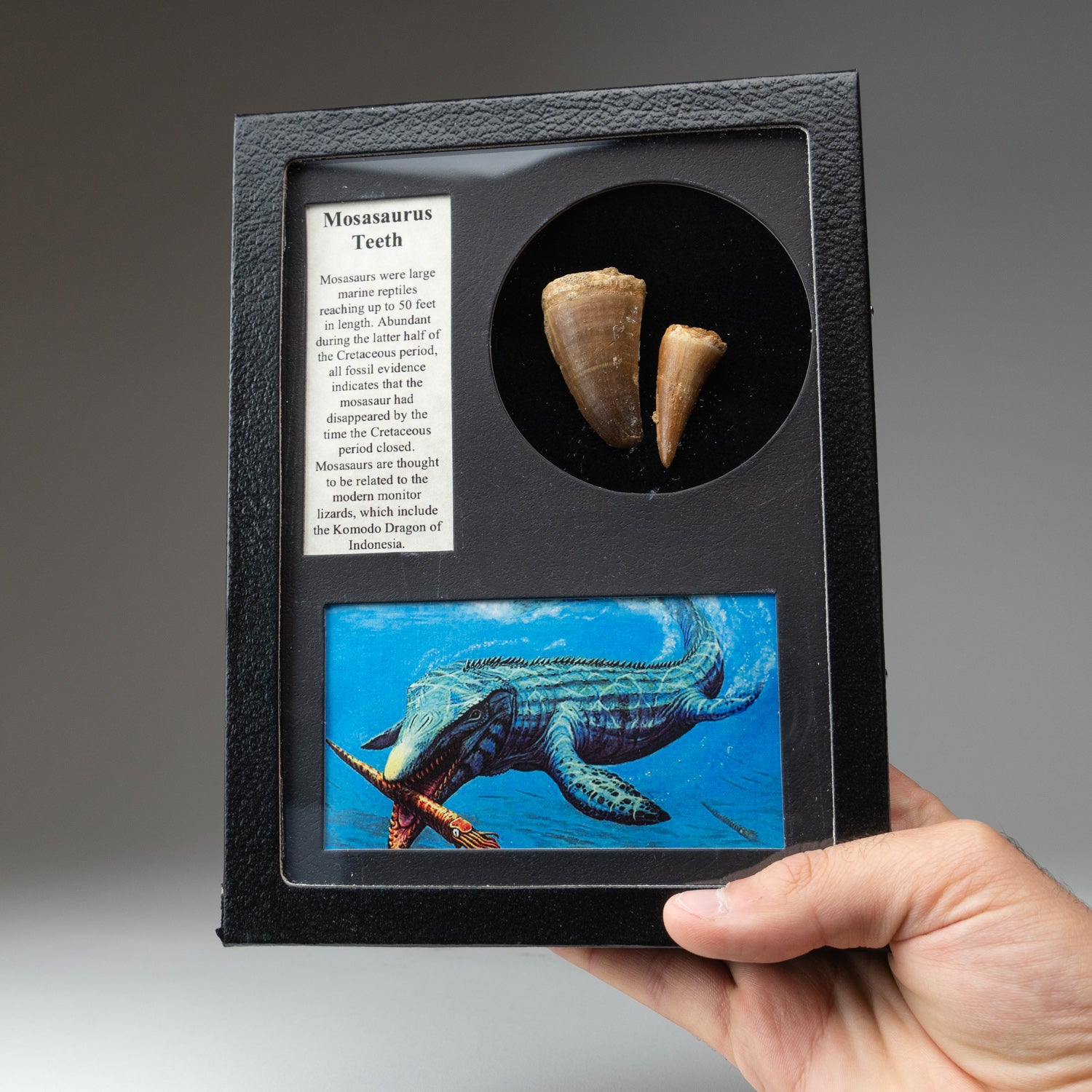 Genuine Mosasaur Teeth  in a Glass Display Box (MOT-DB)