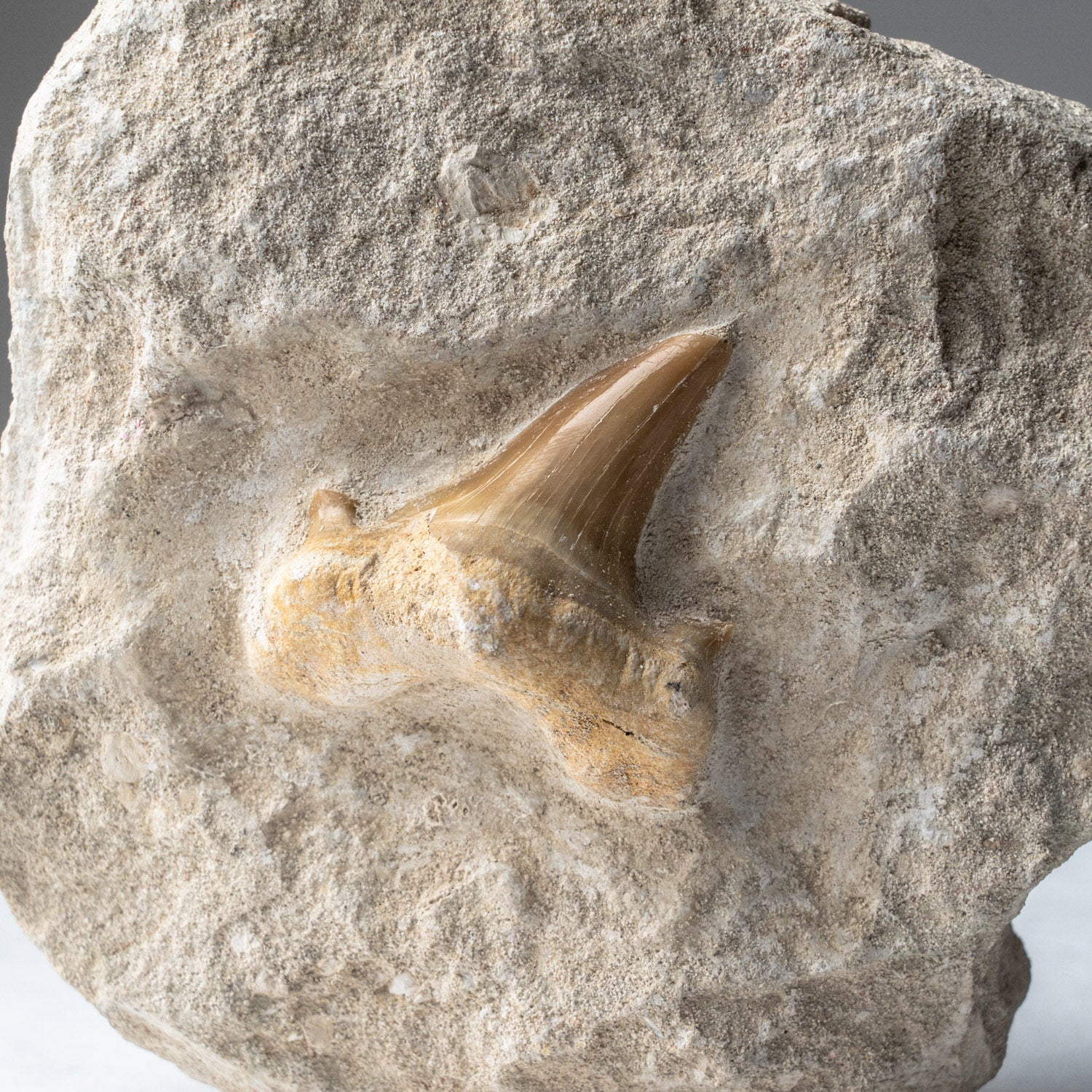Genuine Pre-Historic Shark Tooth in Matrix