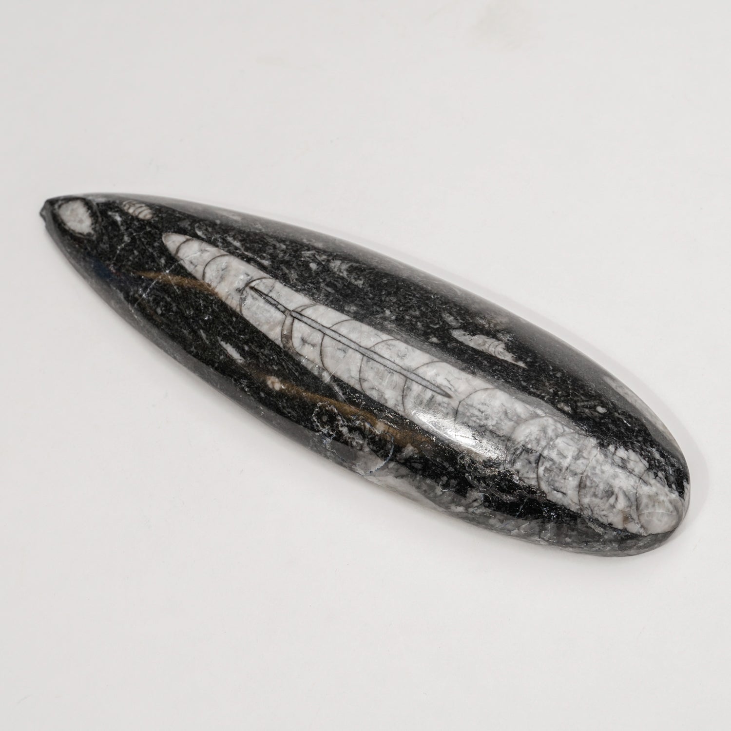 Genuine Polished Orthoceras Fossil (130 grams)