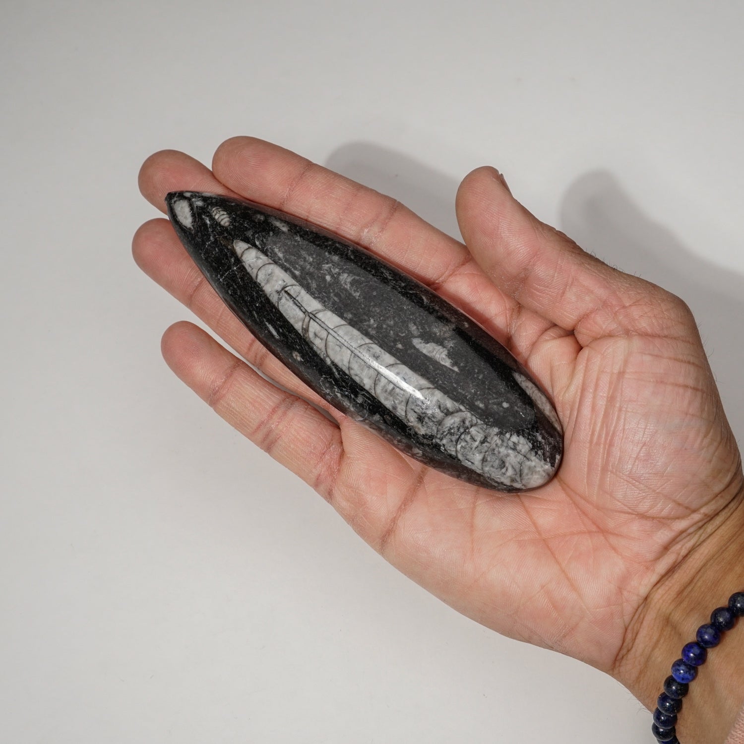 Genuine Polished Orthoceras Fossil (130 grams)