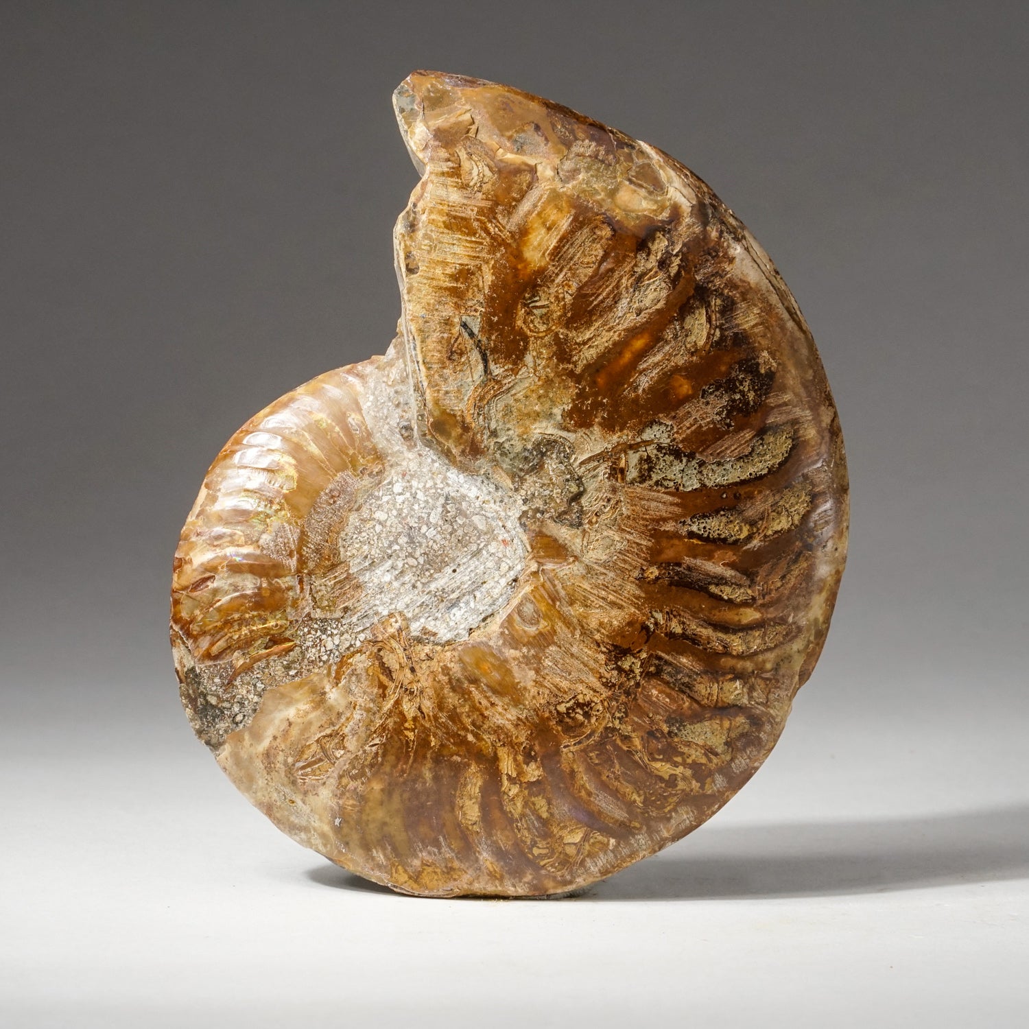 Genuine Calcified Ammonite Half From Madagascar (170 grams)