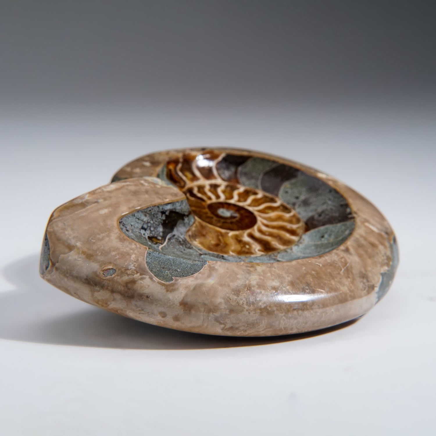 Genuine Polished Ammonite Fossil Dish (1 lb)