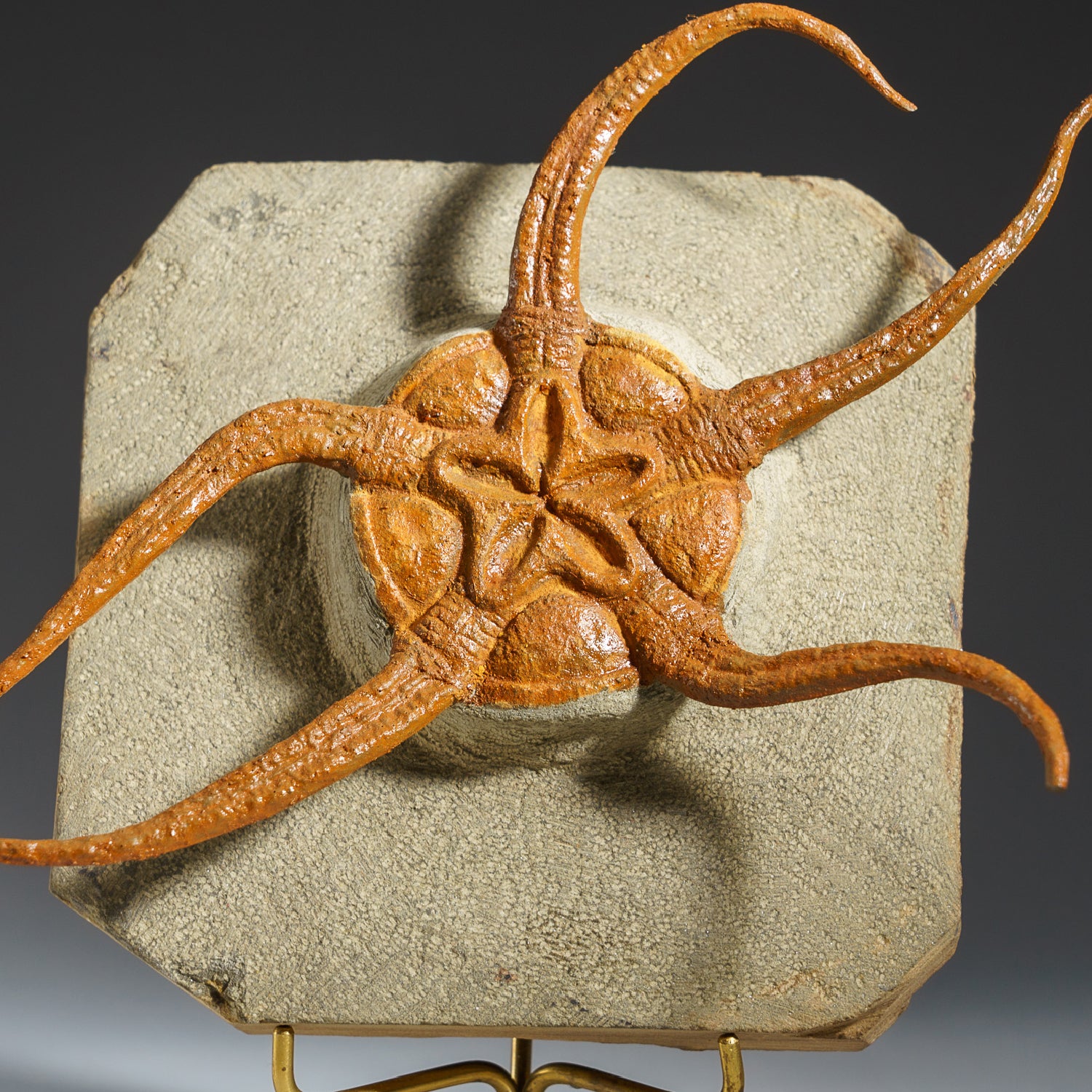 Genuine Ophiuroidea Brittle Star Fossil with Customized Display Stand (1.8 lbs)
