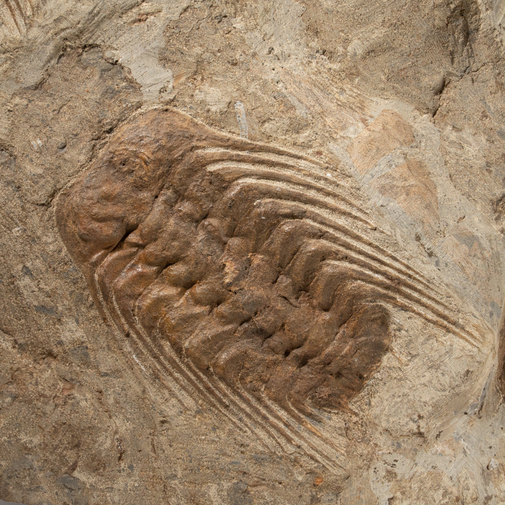Selenopeltis Trilobite from Morocco