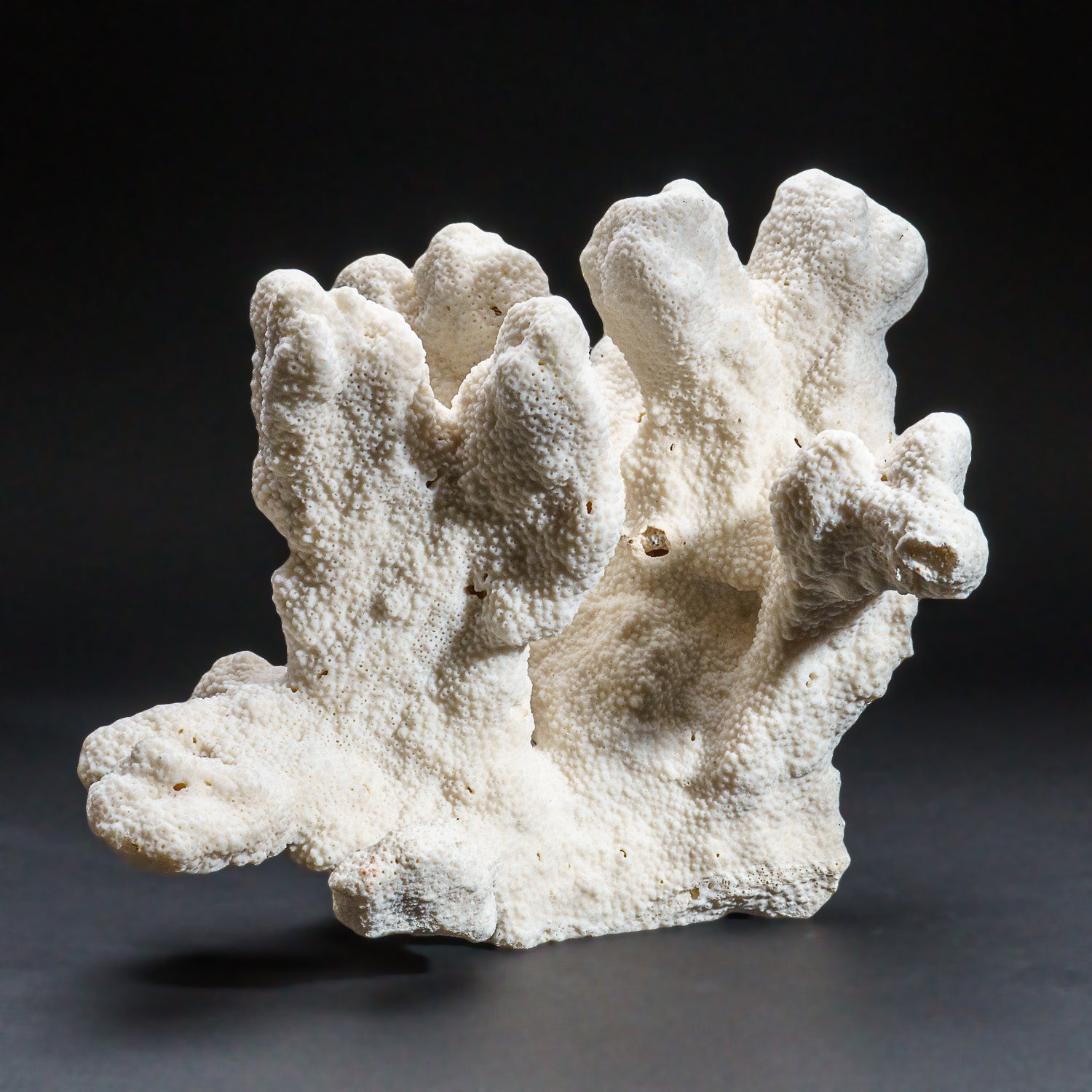 Genuine White Cat's Paw Coral (5.5 lbs)