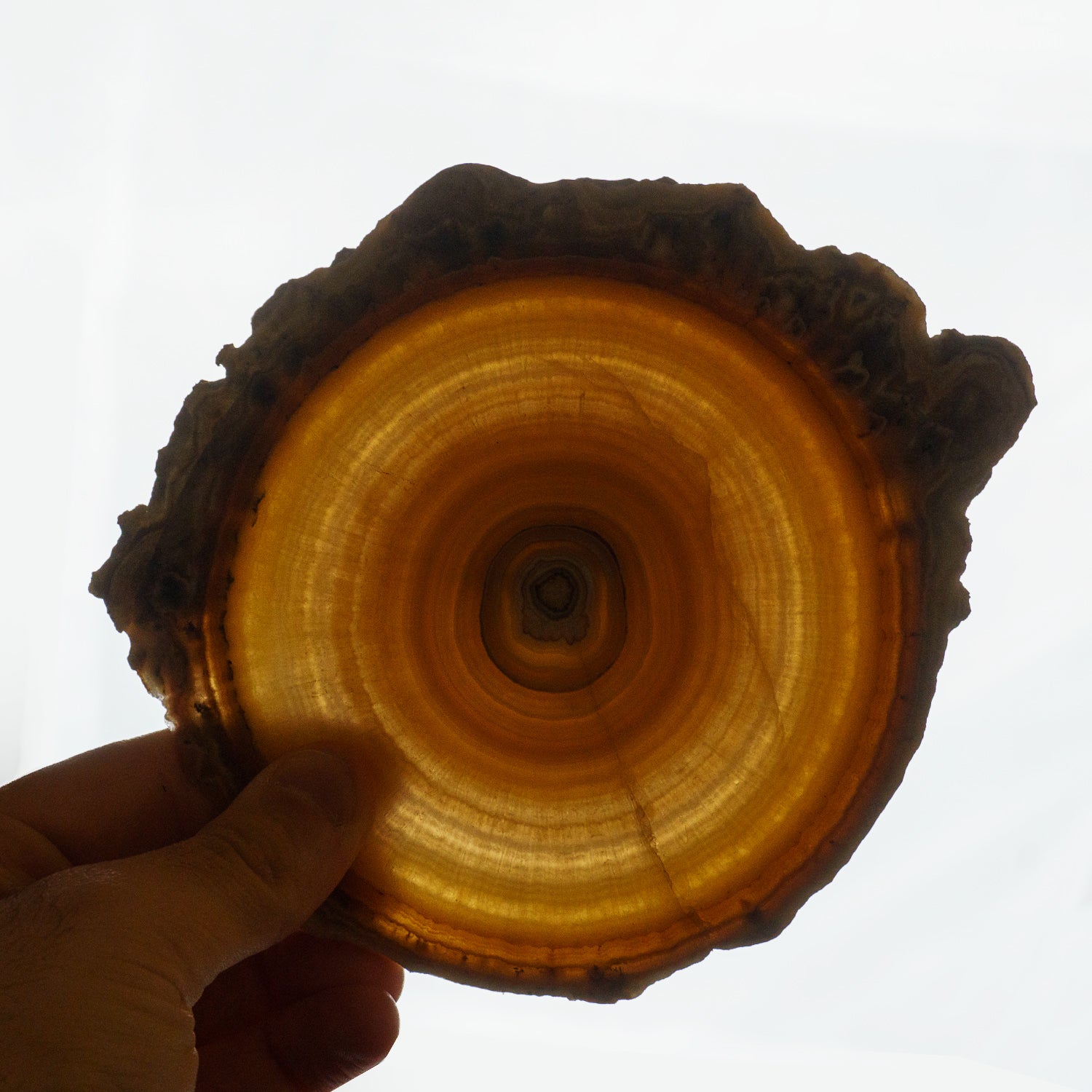 Genuine Aragonite Stalactite Slice from Mexico (311.6 grams)