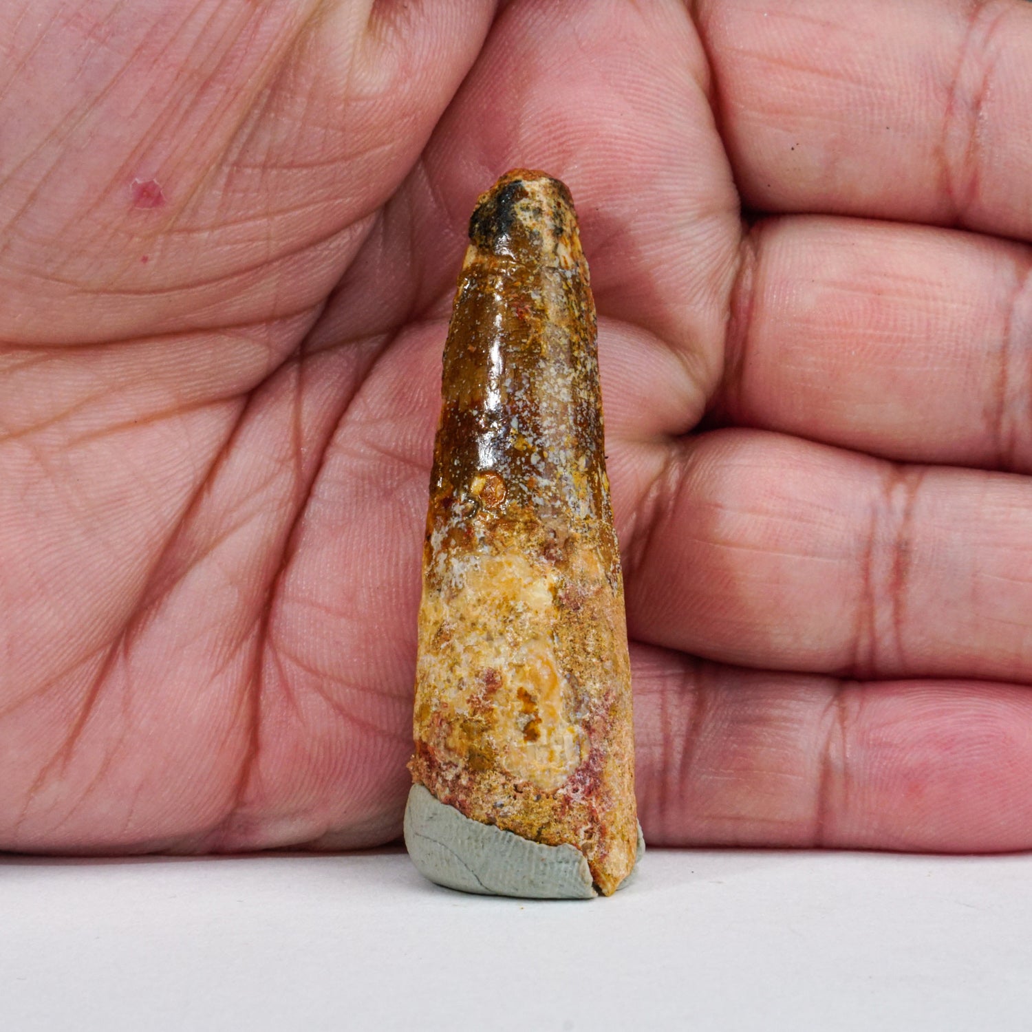 Genuine Carcharodontosaurus Tooth in Display Box (11 grams)