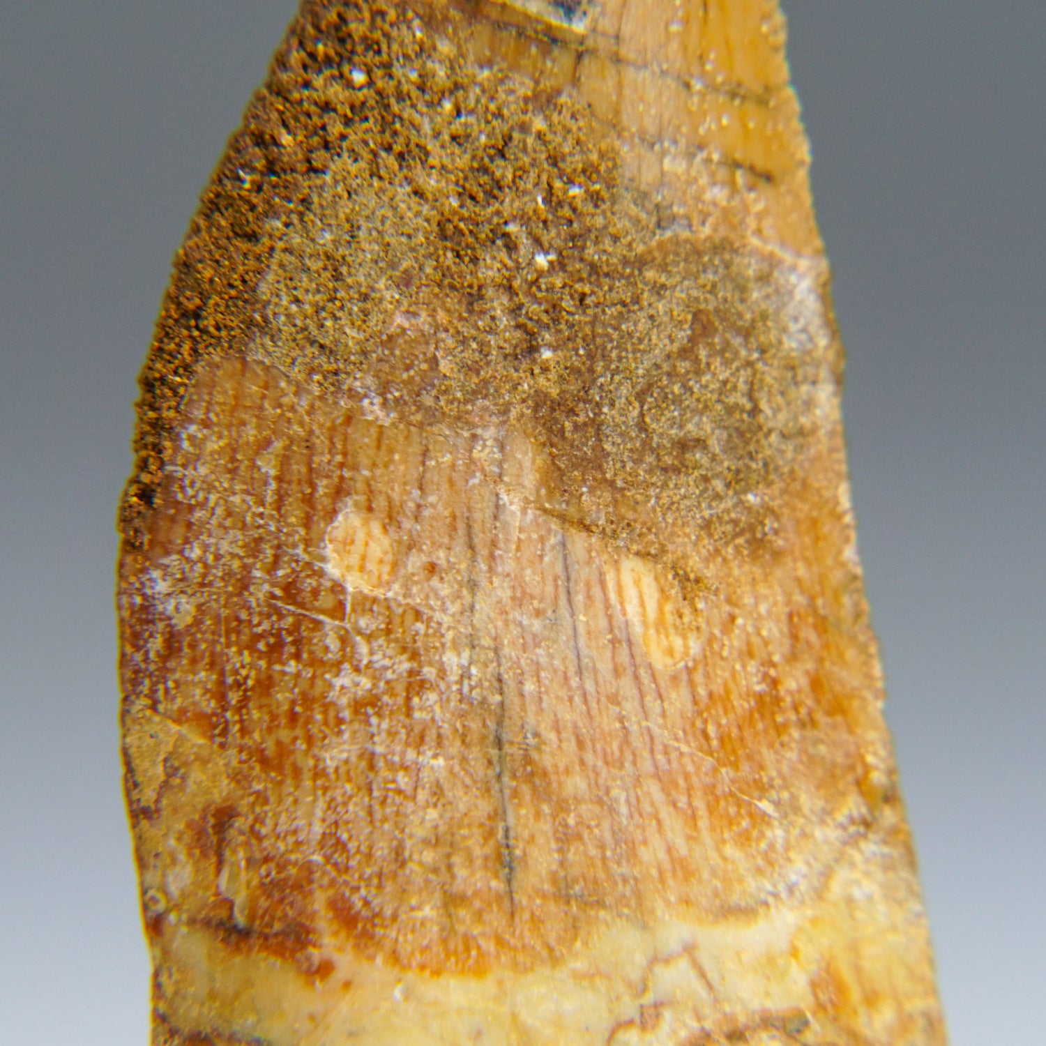 Genuine Carcharodontosaurus Tooth in Display Box (10.8 grams)