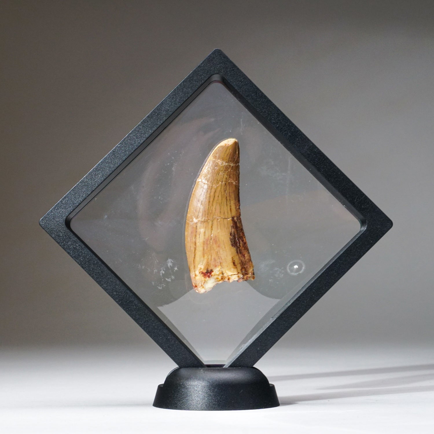 Genuine Carcharodontosaurus Tooth in Display Box (22.8 grams)