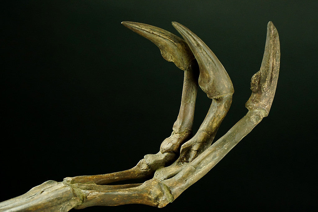 Allosaurus hand and Lower Arm - Astro Gallery