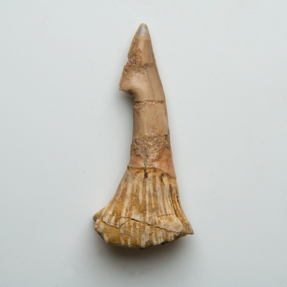 Genuine Natural Sawfish Tooth