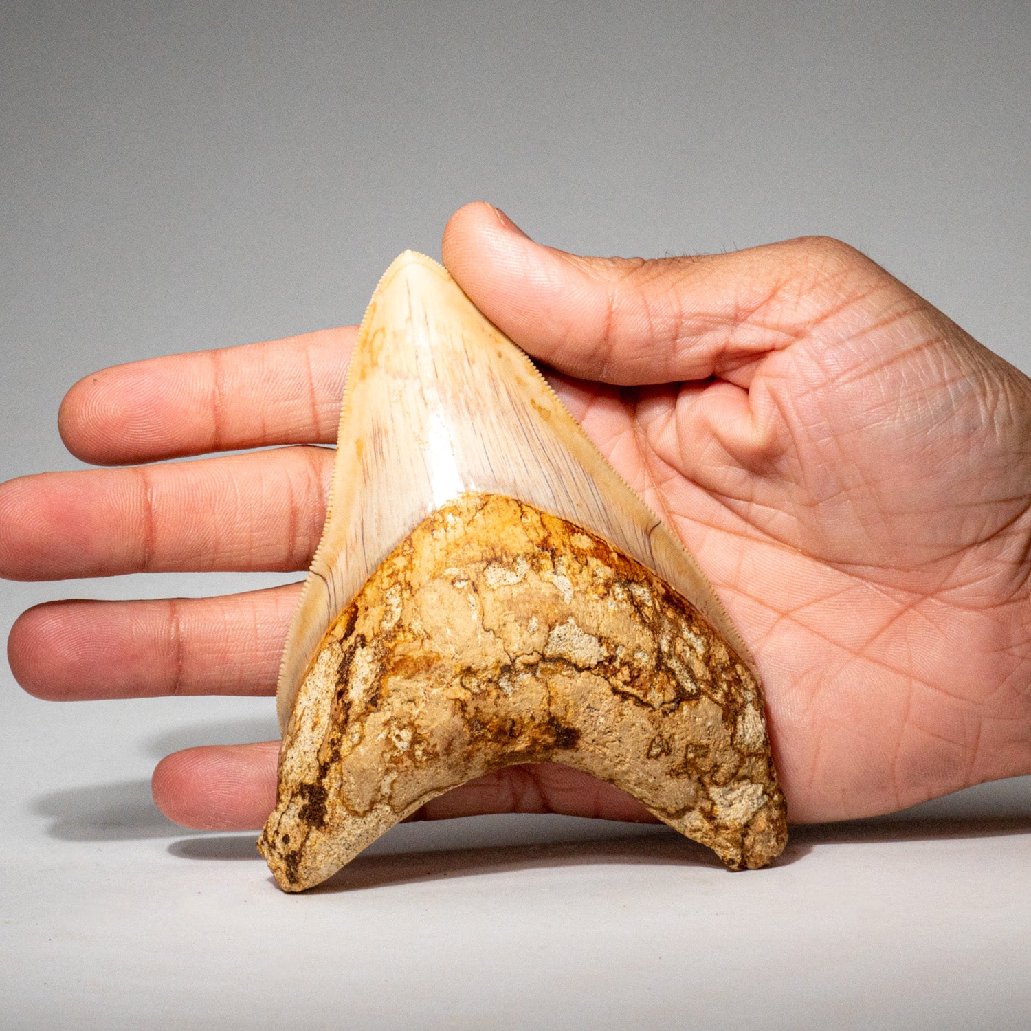 Large Genuine Megalodon Shark Tooth from Indonesia in Display Box (190 grams)