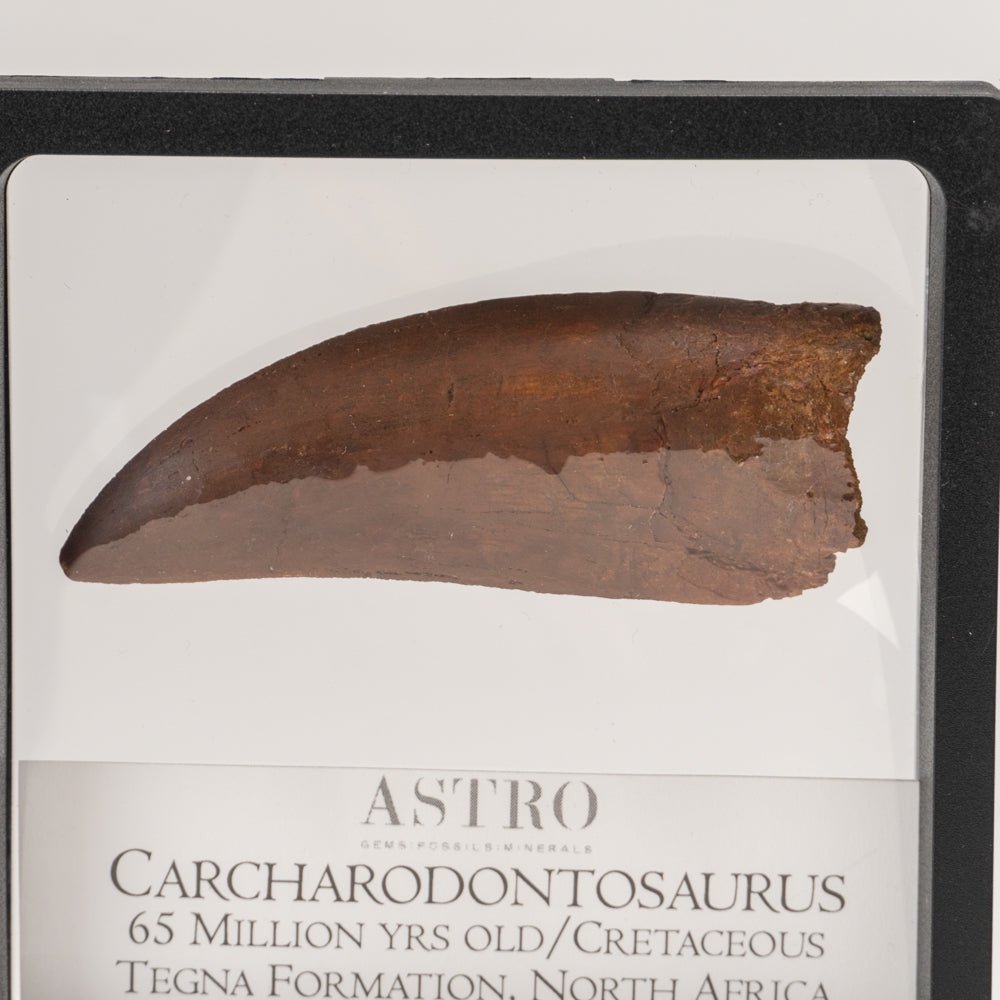 Carcharodontosaurus Tooth in a Display Box