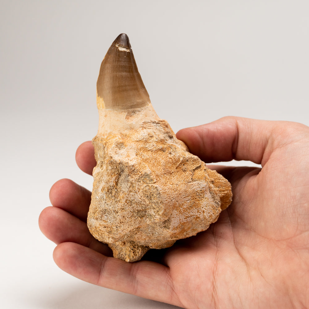 Mosasaur Tooth From Phosphate Deposits - Khouribga, Morocco (228.3 grams)
