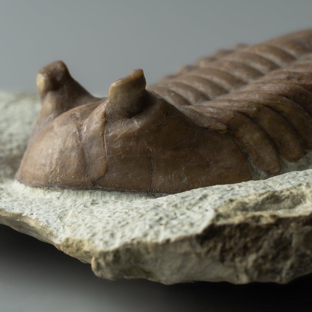 Asaphus intermedius Trilobite from Morocco (844.4 grams)