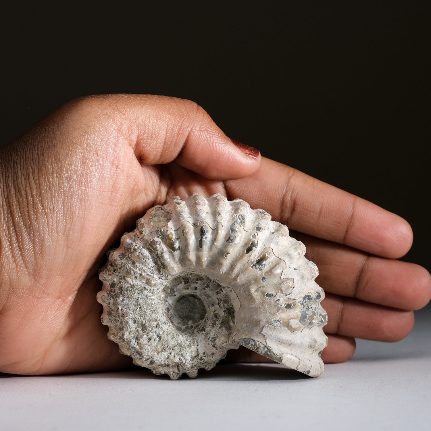 Natural Ammonite Fossil from Madagascar (224 grams)