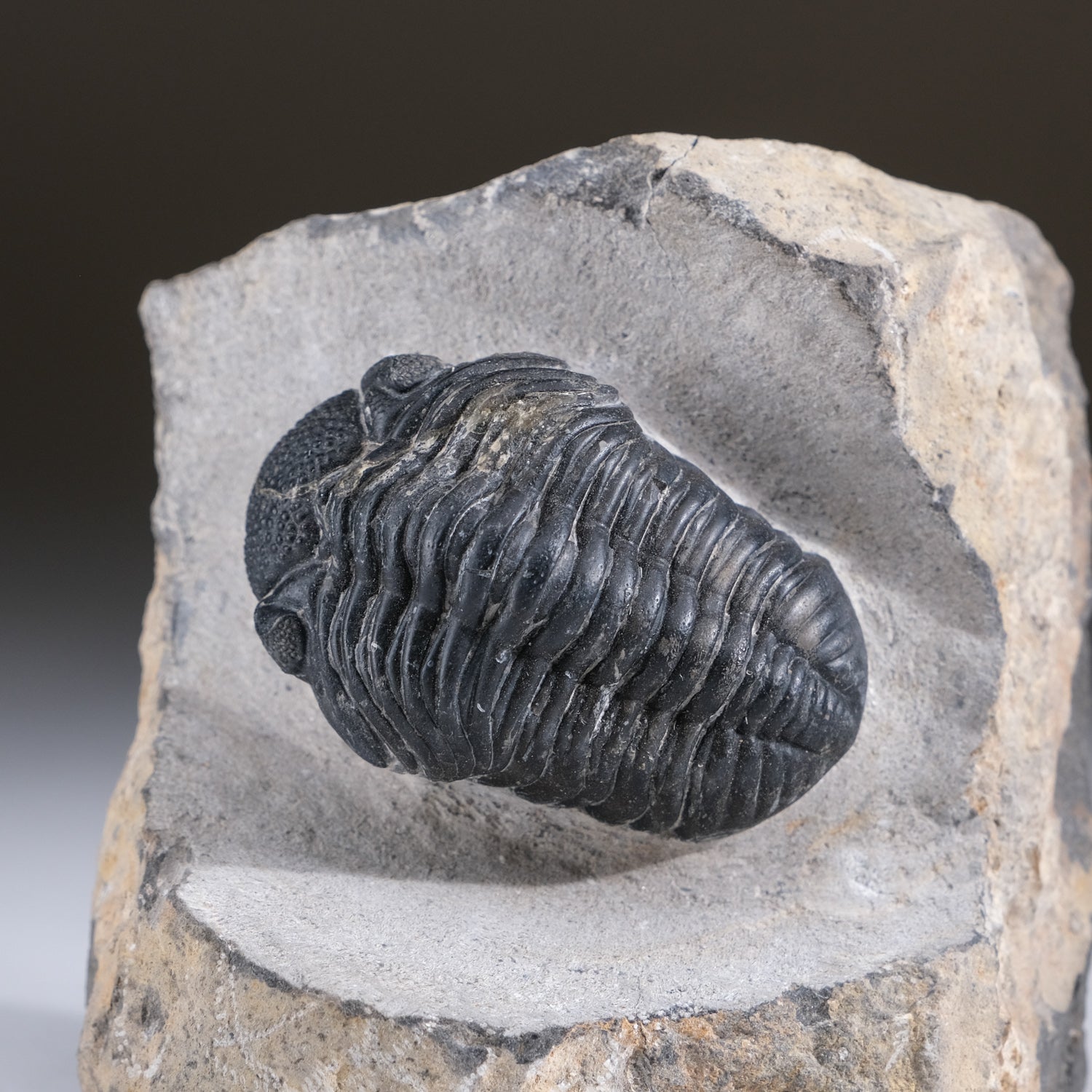 Asaphus intermedius Trilobite on Matrix from Morocco (1.7 lbs)