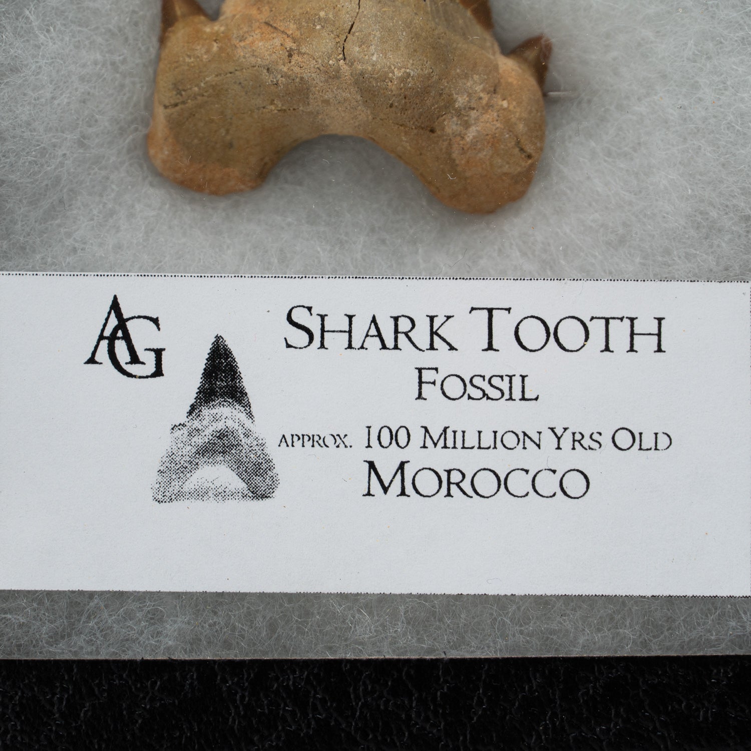 Genuine Pre-Historic Shark Tooth in Display Box
