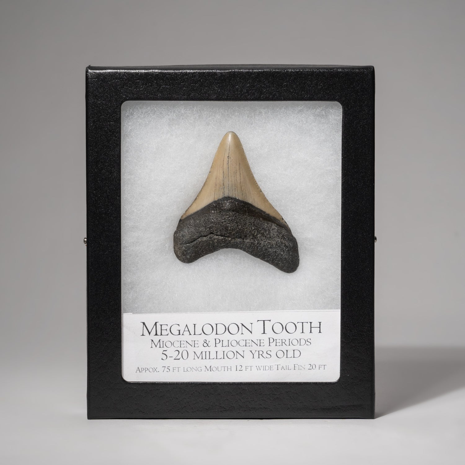 Genuine 2-3" Megalodon Shark Tooth in Display Box (.5 lbs)