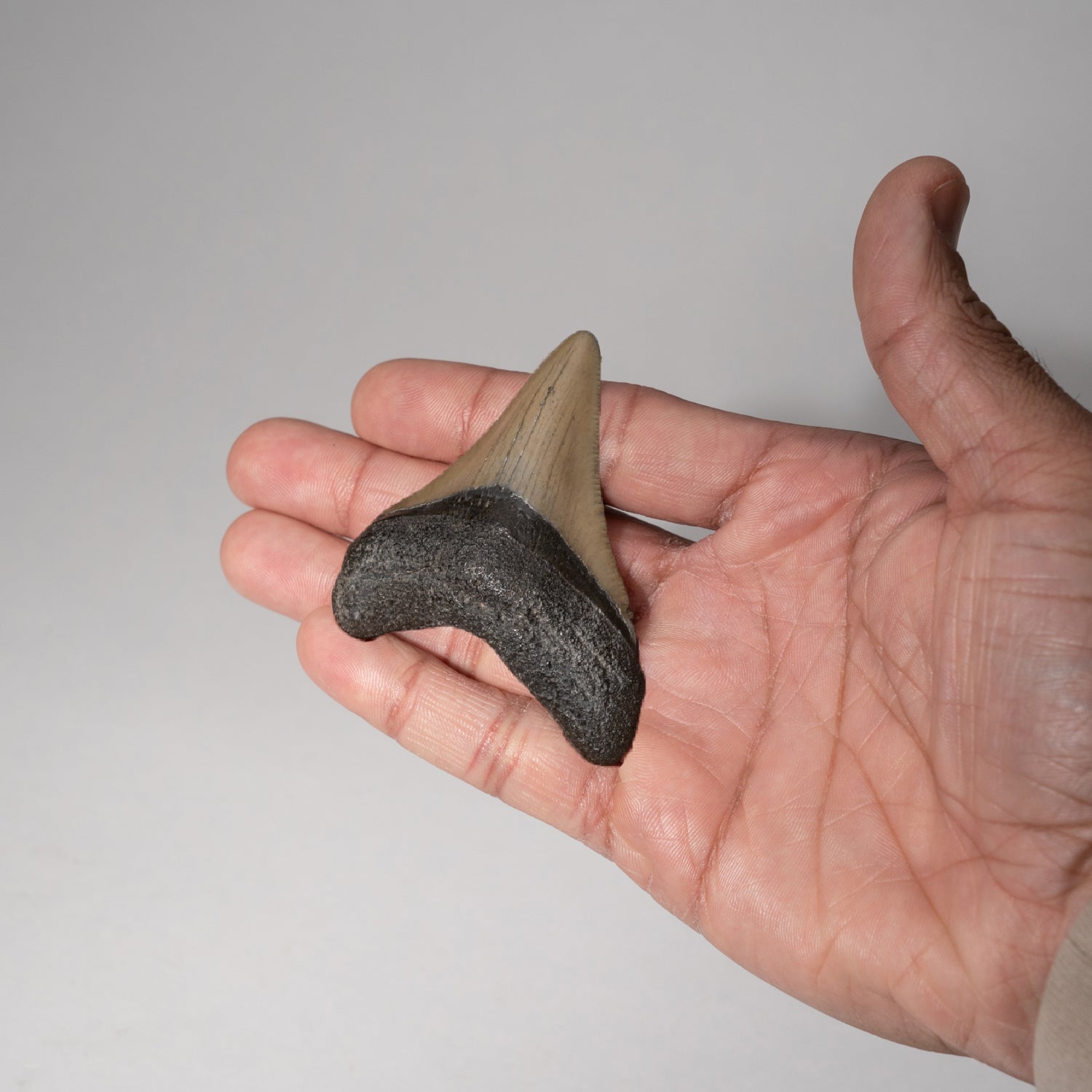 Genuine 2-3" Megalodon Shark Tooth in Display Box (.5 lbs)