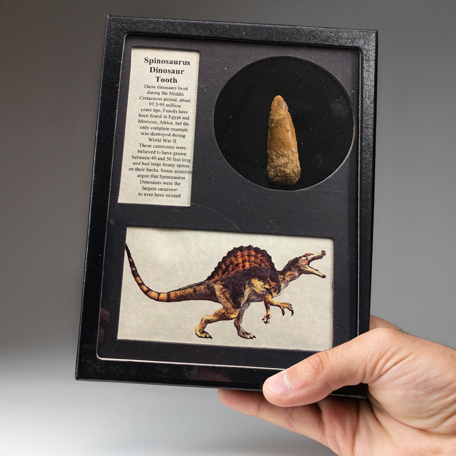 Genuine Spinosaurus (Dinosaur) Tooth in Glass Display Box