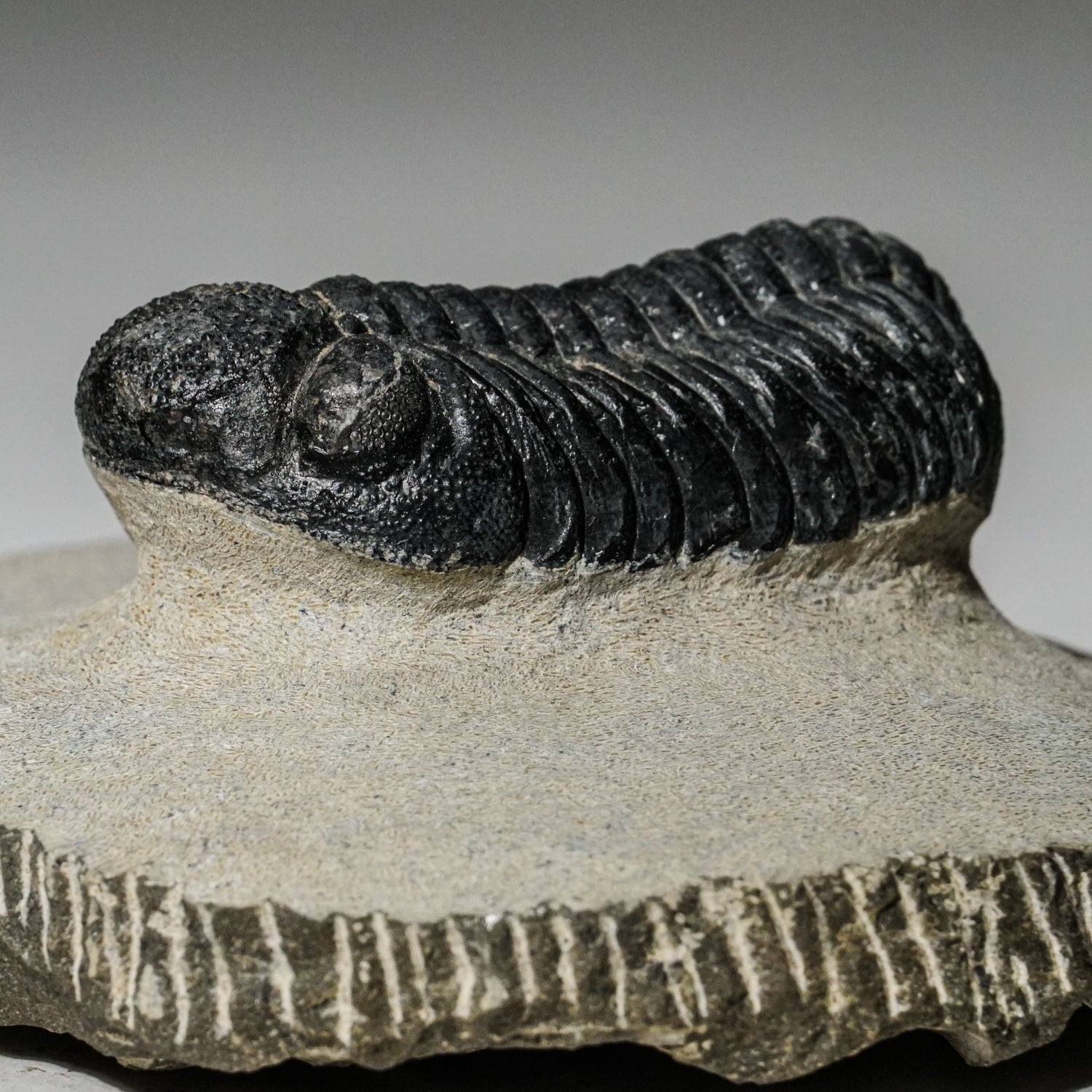 Genuine Asaphus intermedius Trilobite in Matrix from Morocco (341 grams)