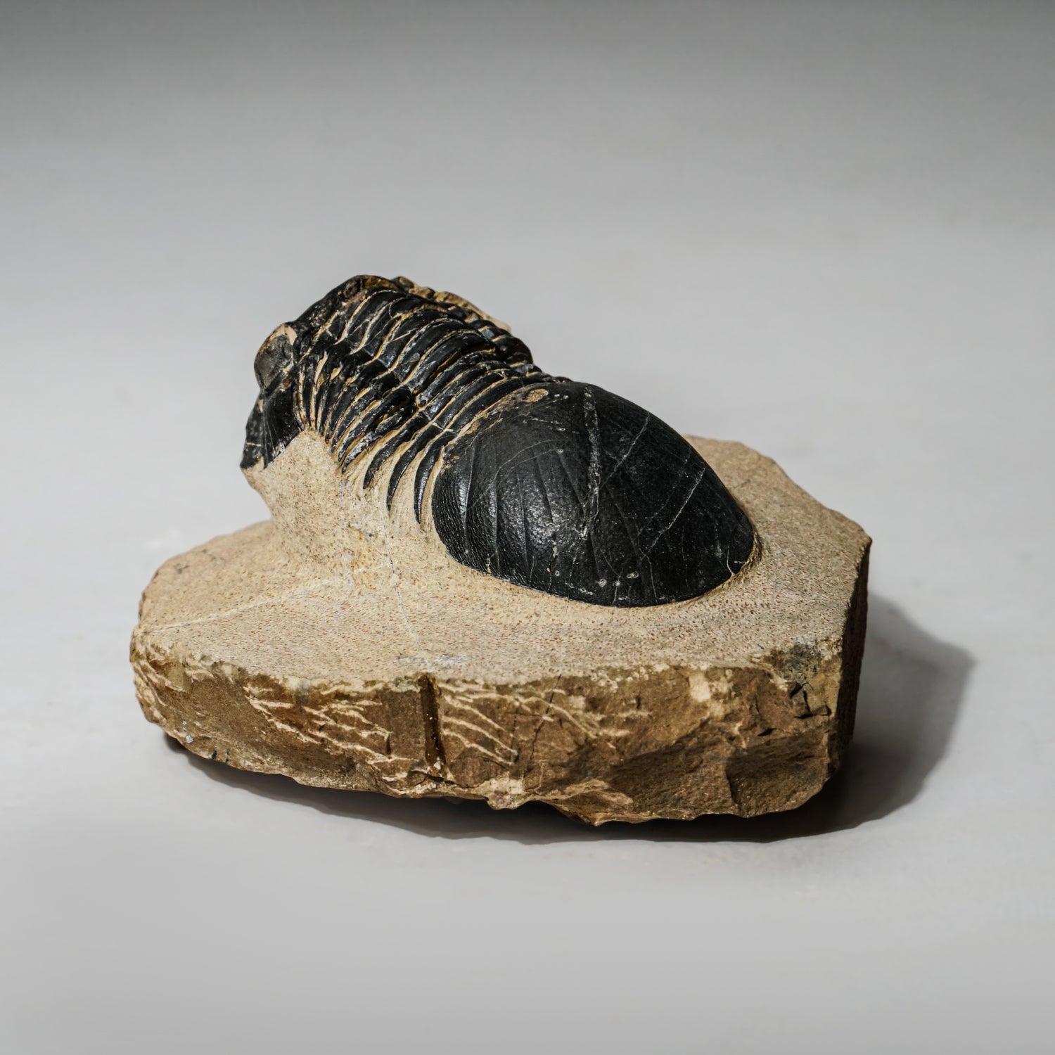 Genuine Asaphus intermedius Trilobite in Matrix from Morocco (315 grams)