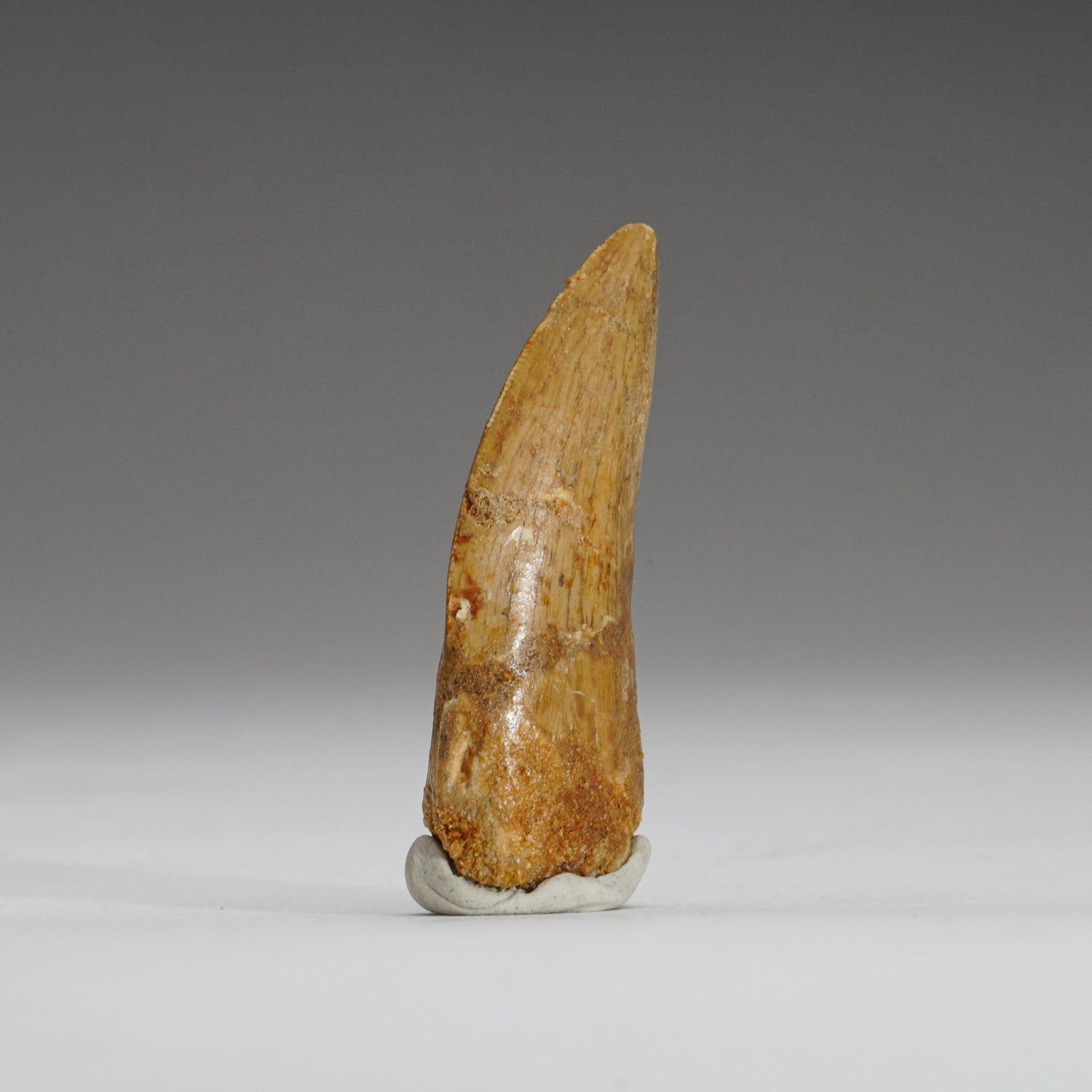 Genuine Carcharodontosaurus Tooth in Display Box (15.7 grams)