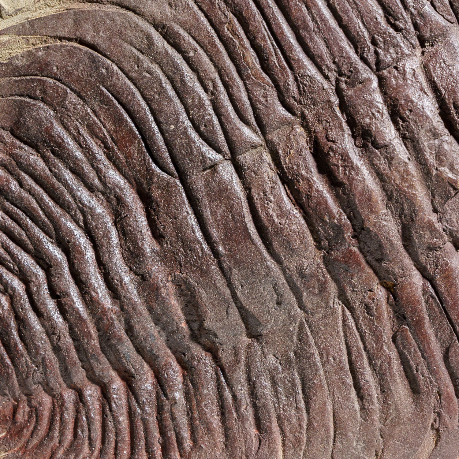 Genuine Trilobite (Paradoxidoidea) Fossil in Matrix (11.2 lbs)
