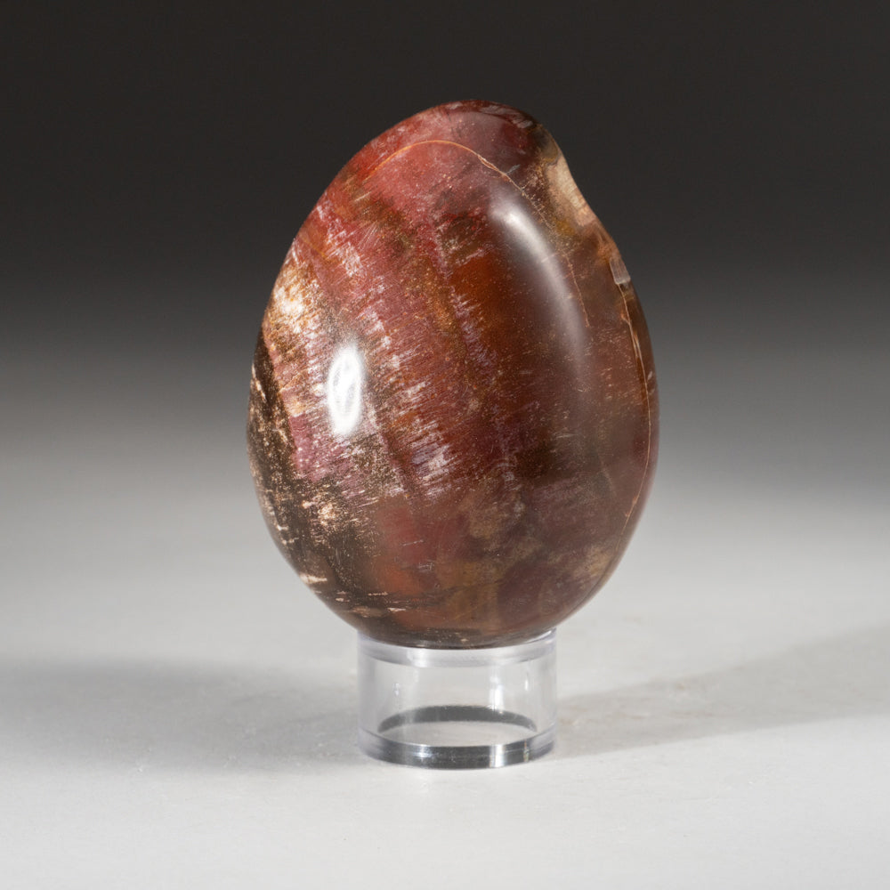 Polished Petrified Wood Egg from Madagascar (1.4 lbs)