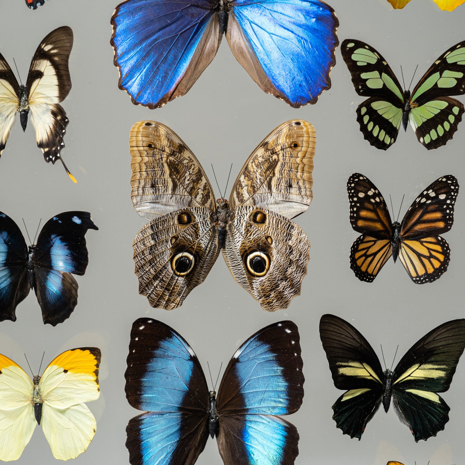 22 Genuine Butterflies in Black Display Frame