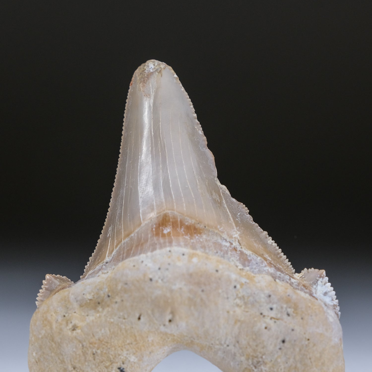 Genuine Pre Historic Shark Tooth in Display Box (54.3 grams)