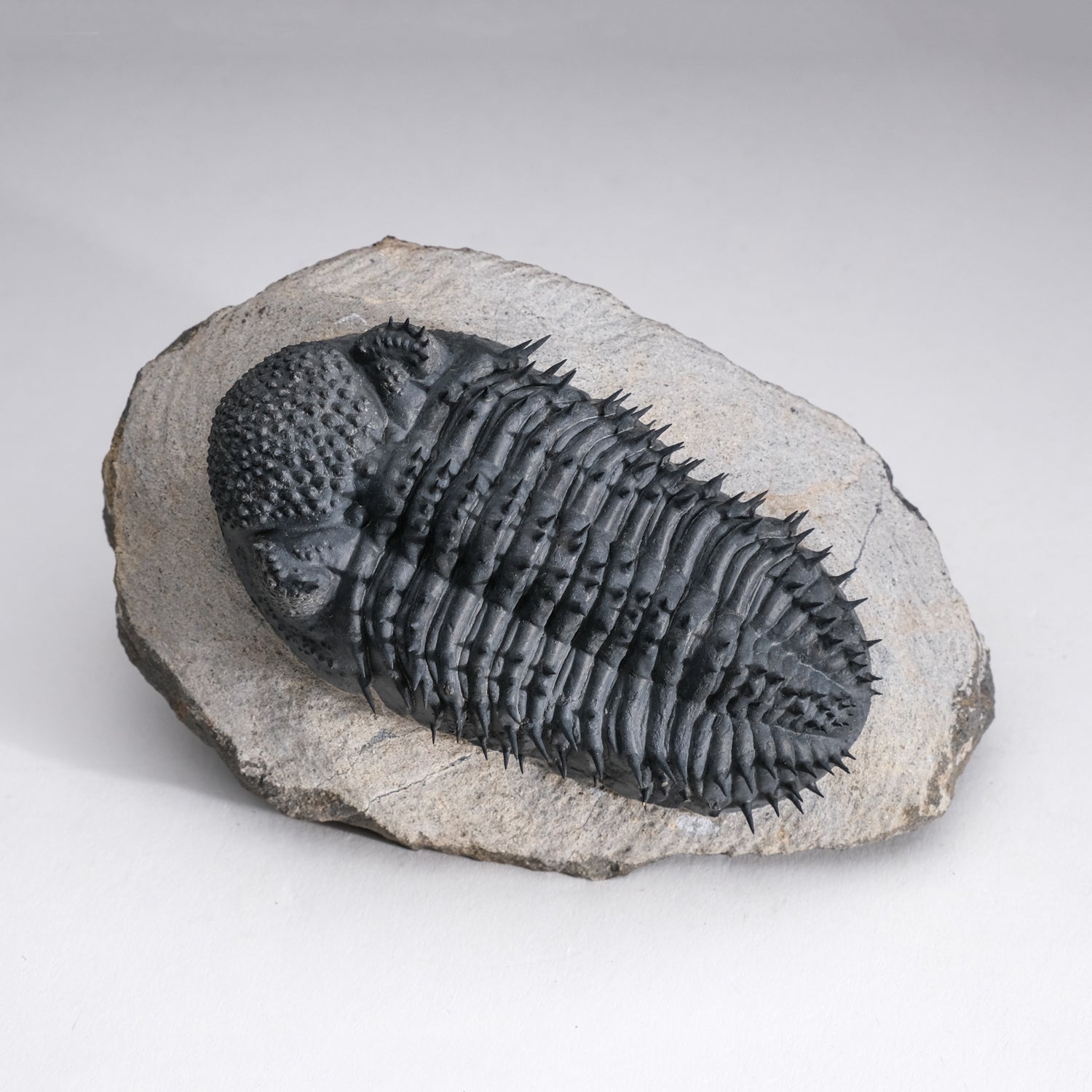 Spiny Drotops Armatus Trilobite From Morocco