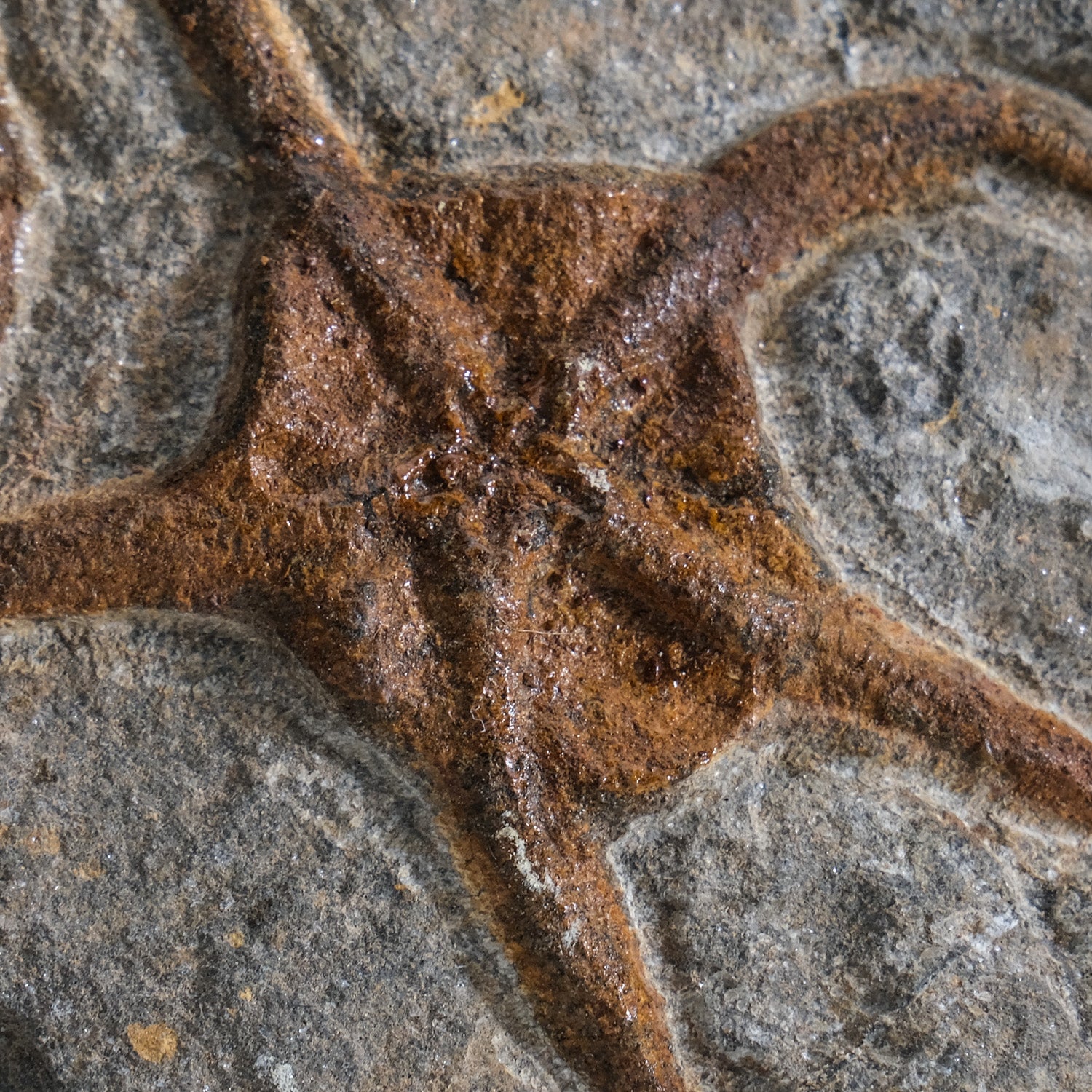 Ophiuroidea Brittle Star Fossil (1.2 lbs)