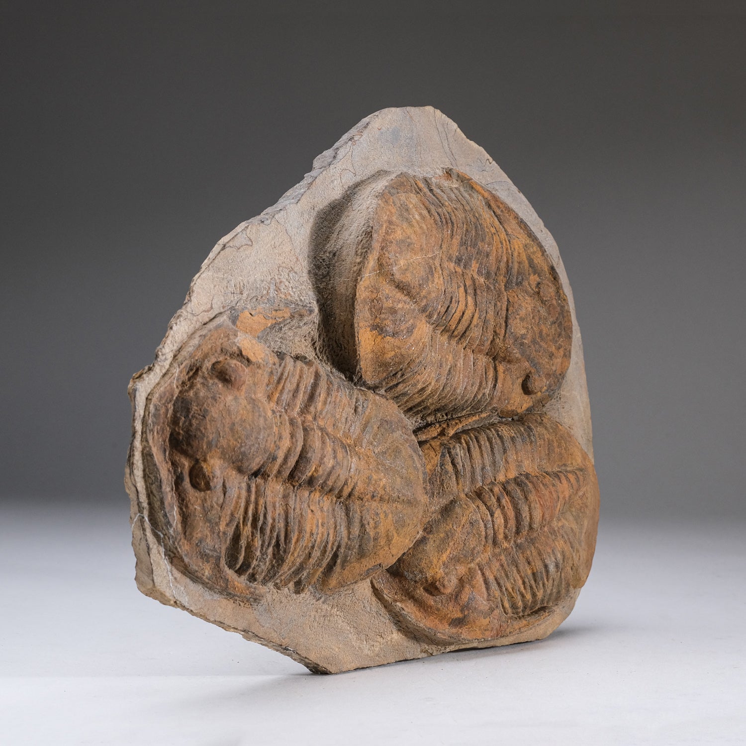 Genuine Trilobite (Ptychopariida) fossil on Matrix with acrylic display stand (6.2 lbs)